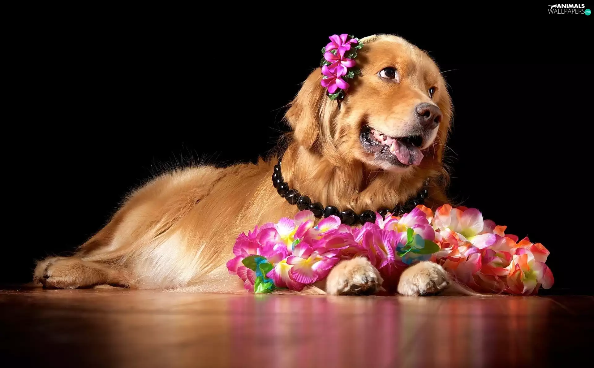 Golden Retriever, doggy, Flowers