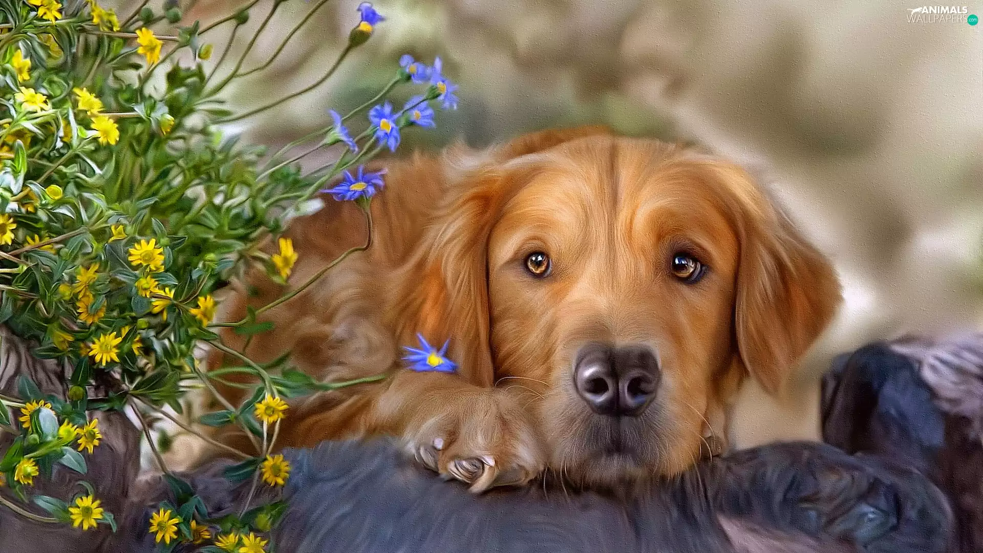 dog, Flowers, graphics, Golden Retriever