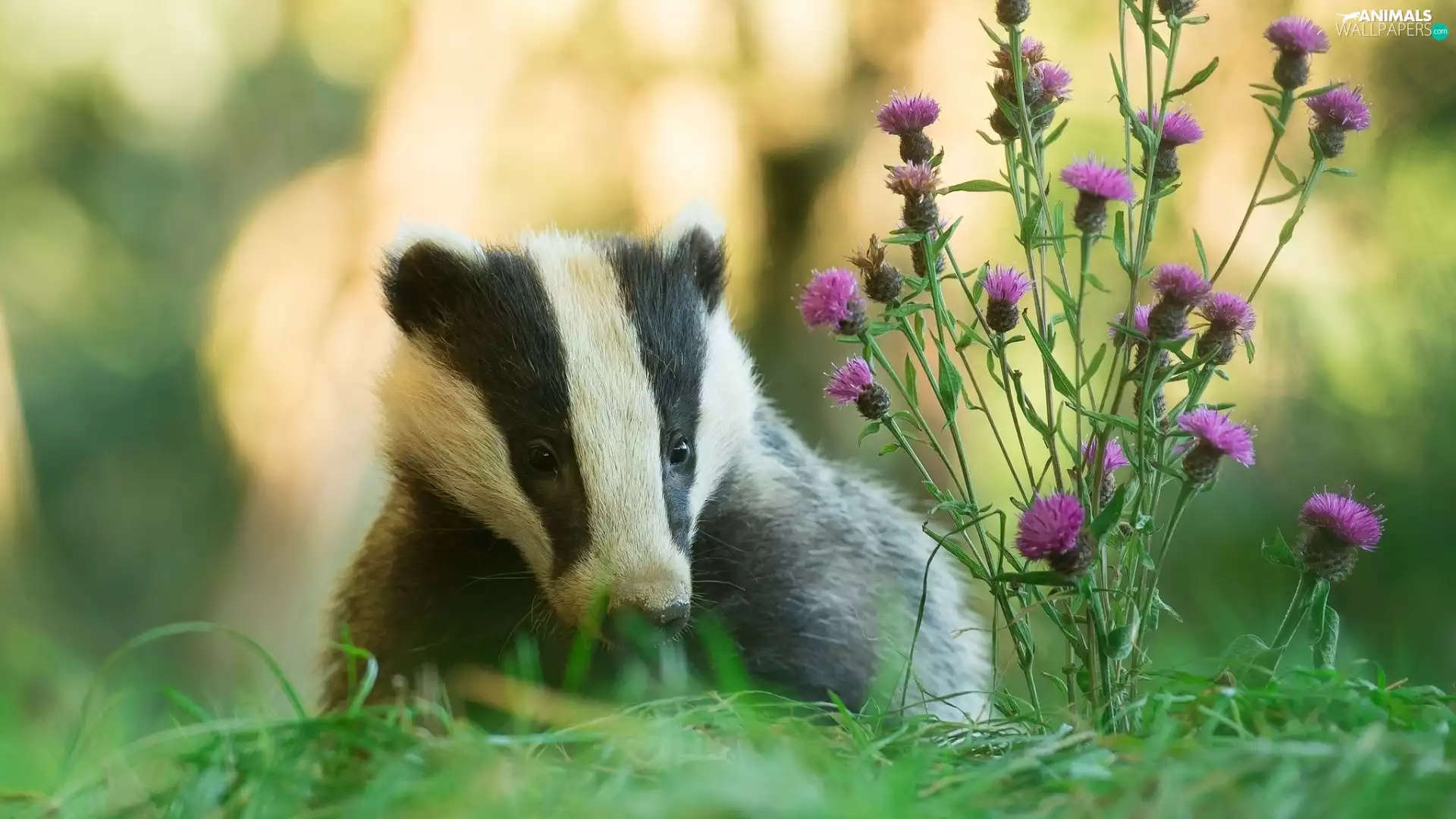 Flowers, Badger, grass