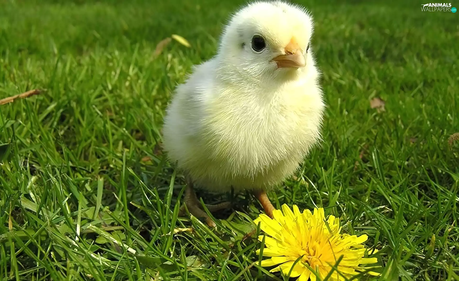 grass, chicken, Colourfull Flowers