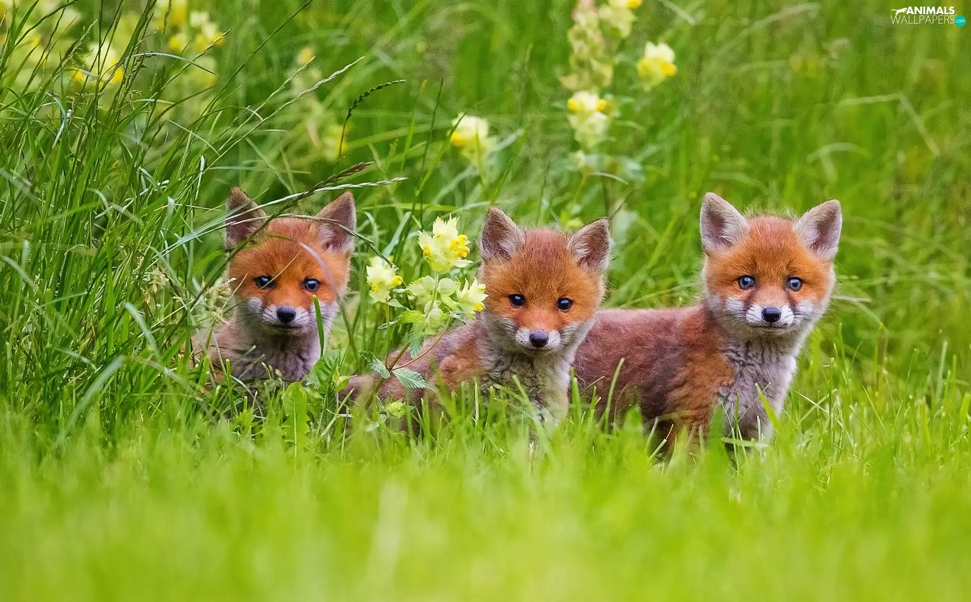 Flowers, foxes, grass