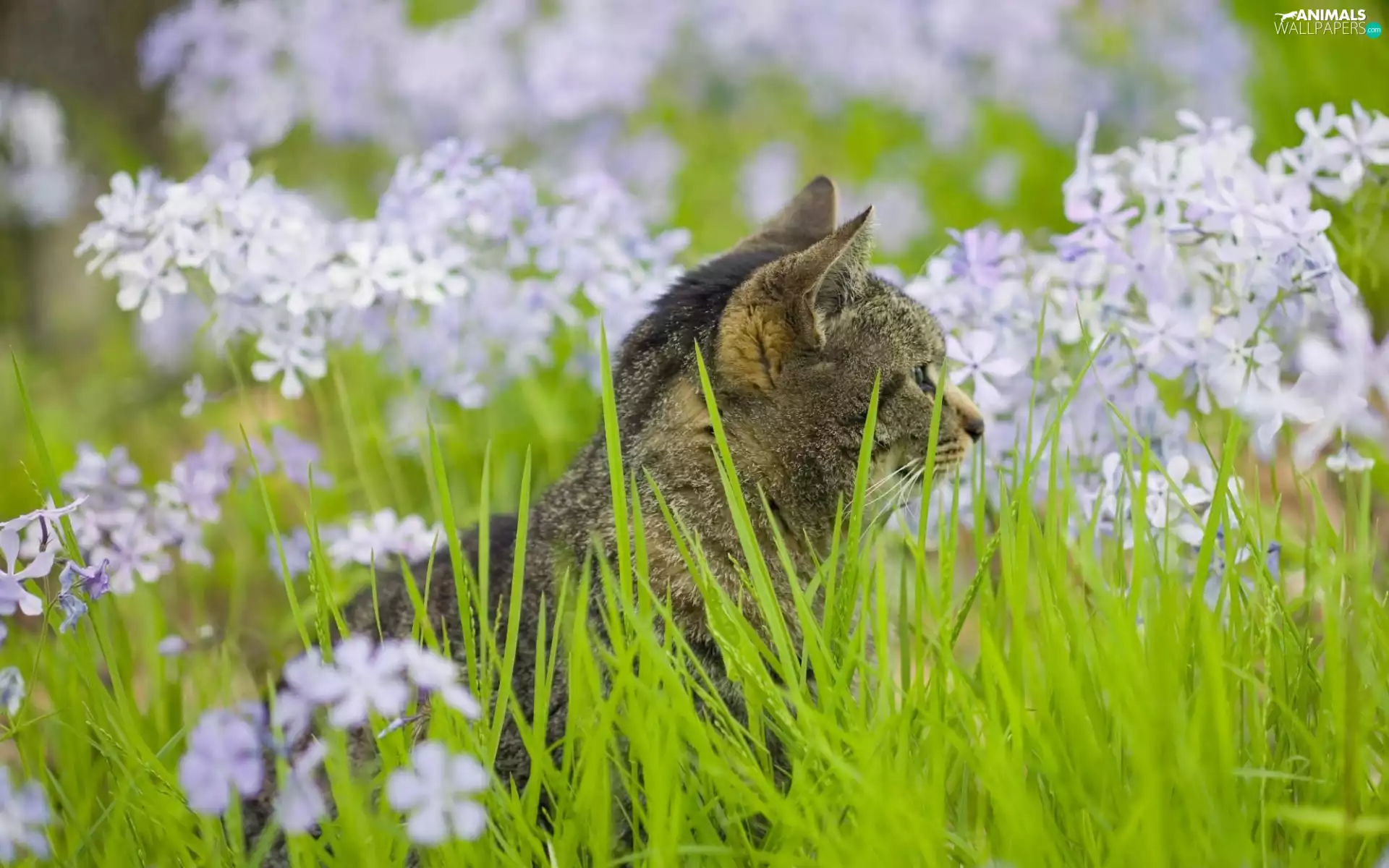 Flowers, kitten, grass