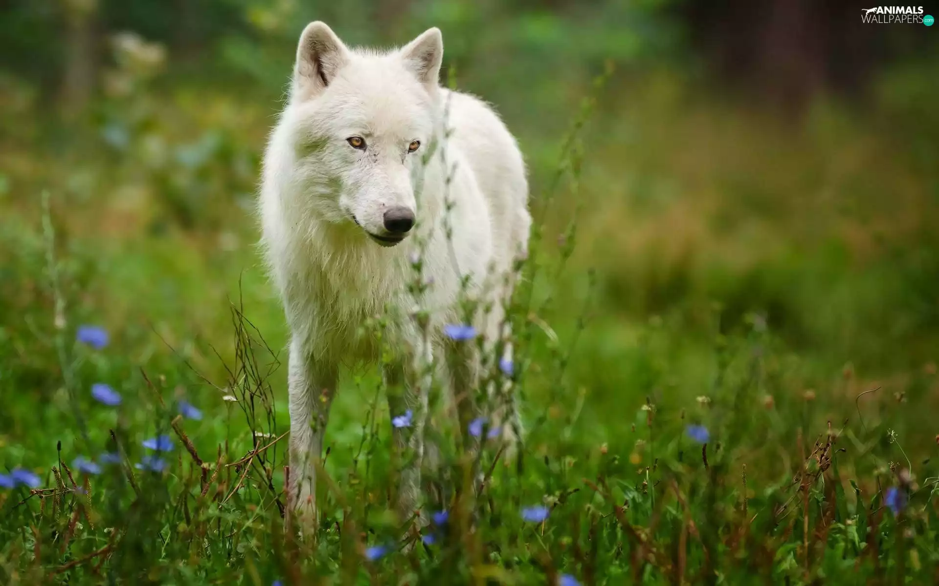 Flowers, Wolf, grass