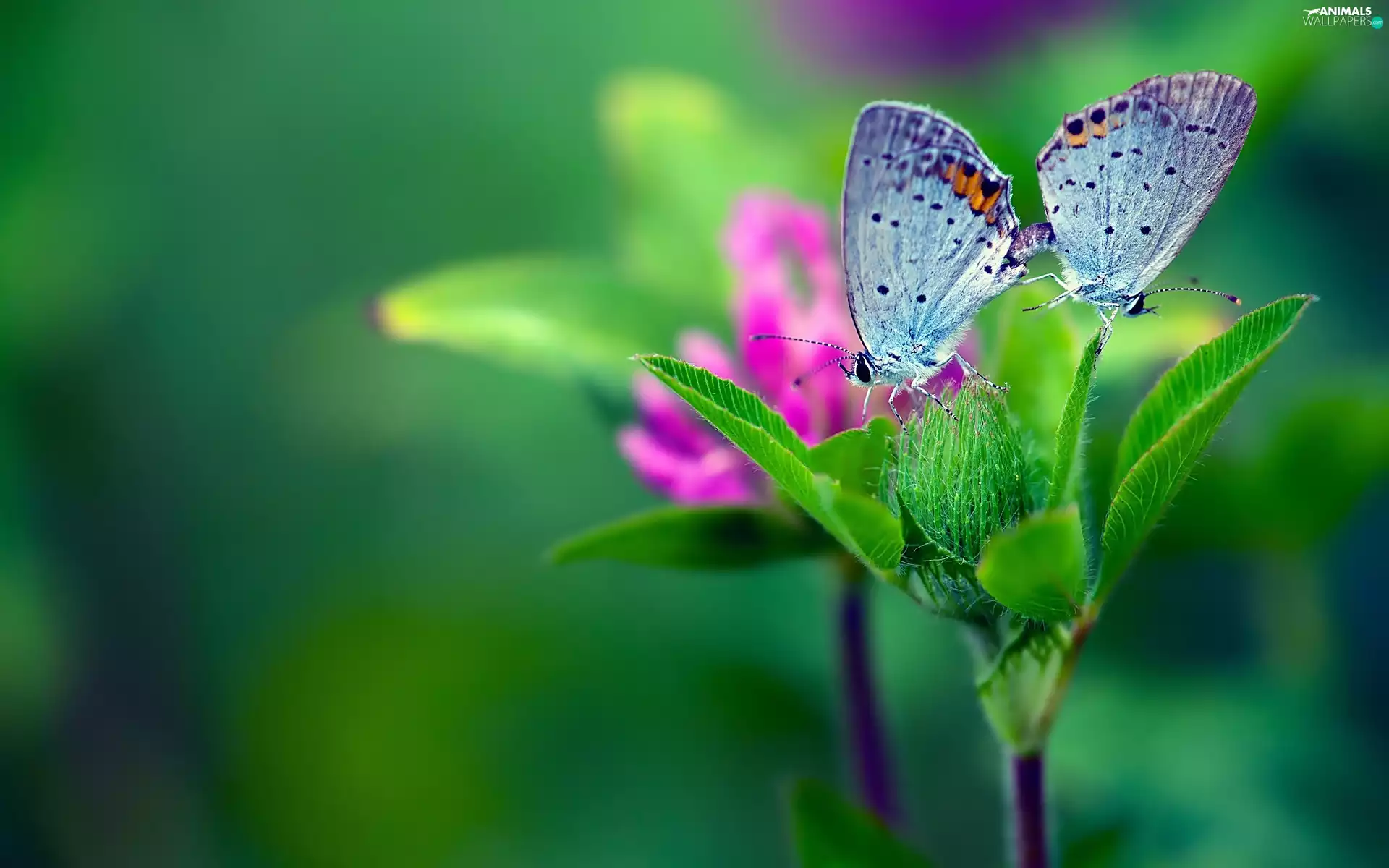 green, butterflies, Colourfull Flowers