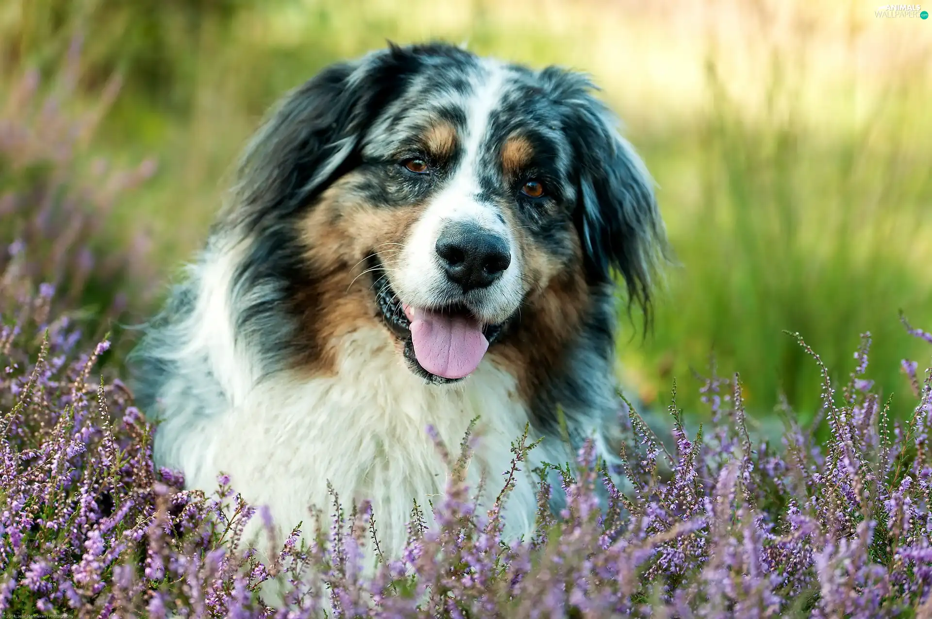 Flowers, heather, pastoral, Australian Shepherd, dog