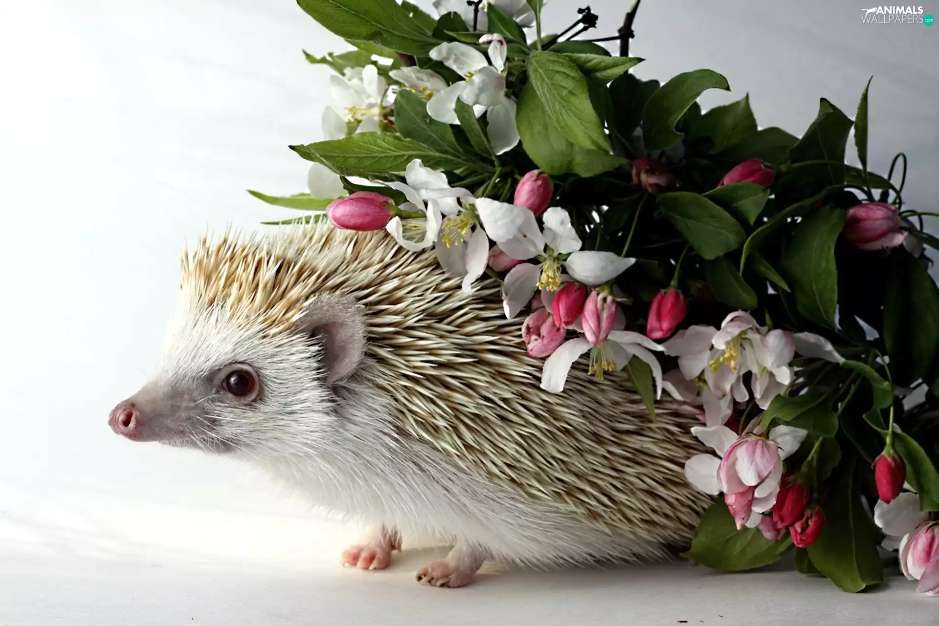Flowers, White, hedgehog