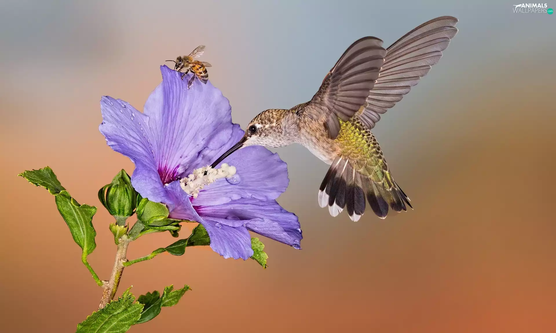 Colourfull Flowers, humming-bird, bee