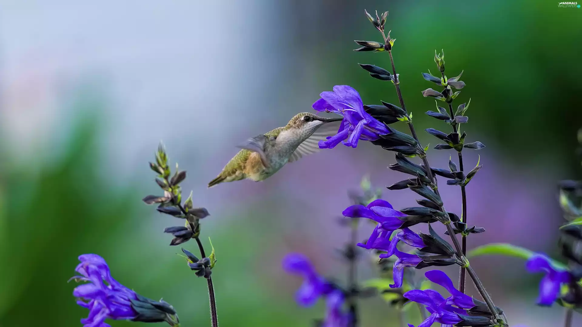 humming-bird, Blue, Flowers