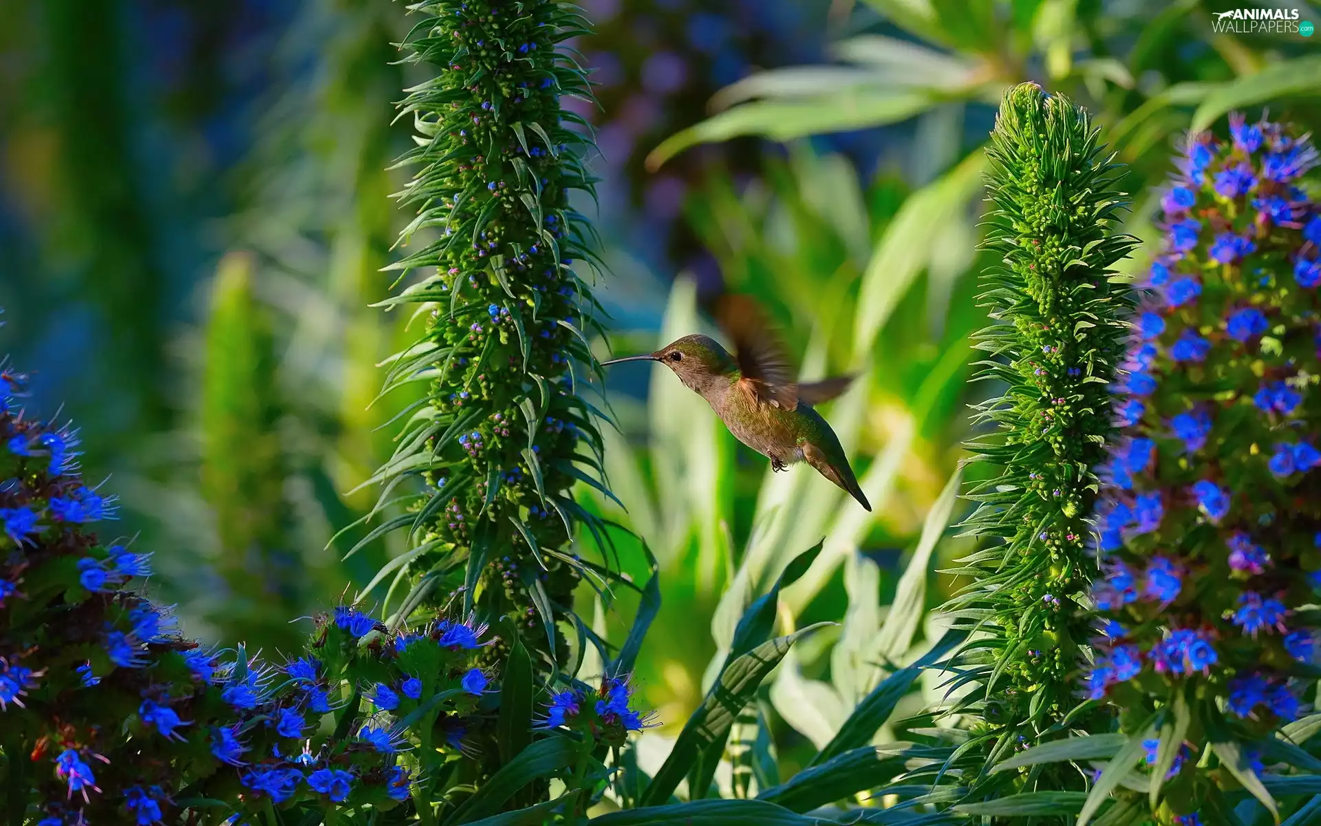 humming-bird, Blue, Flowers