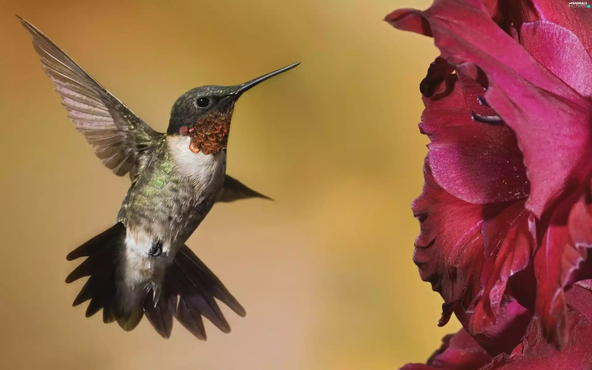 humming-bird, Colourfull Flowers