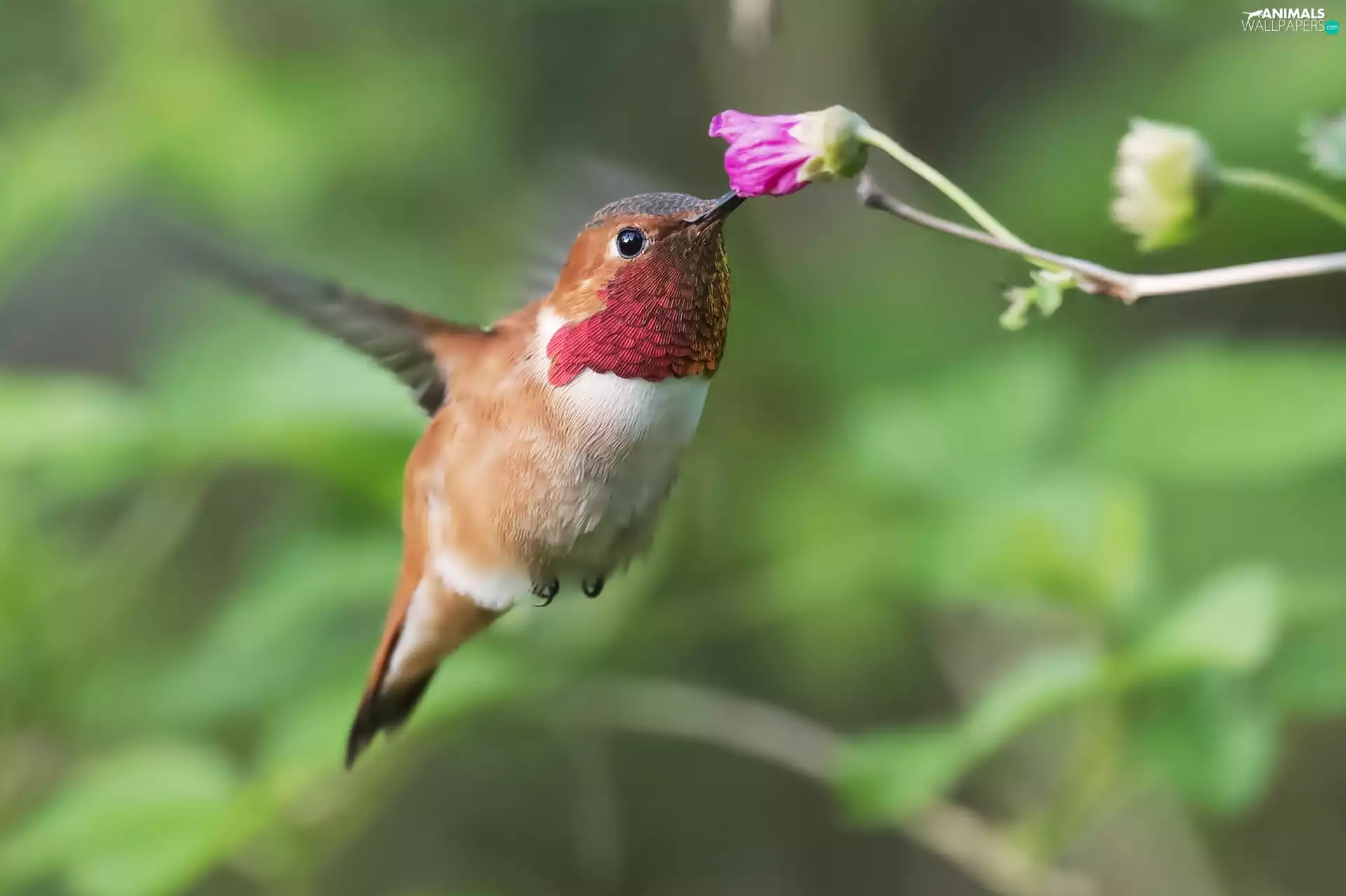 humming-bird, Colourfull Flowers