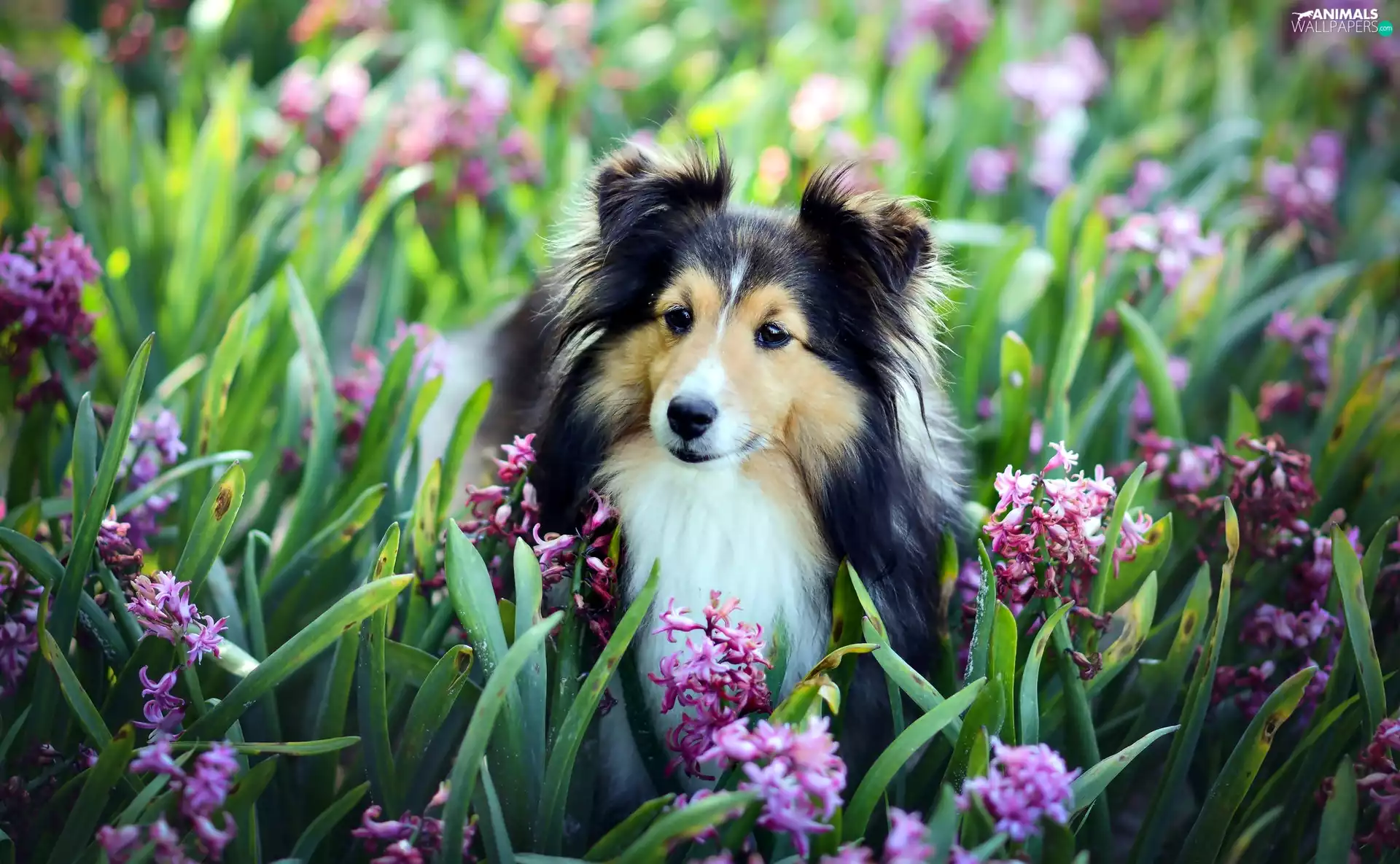 Hyacinths, shetland Sheepdog, Flowers