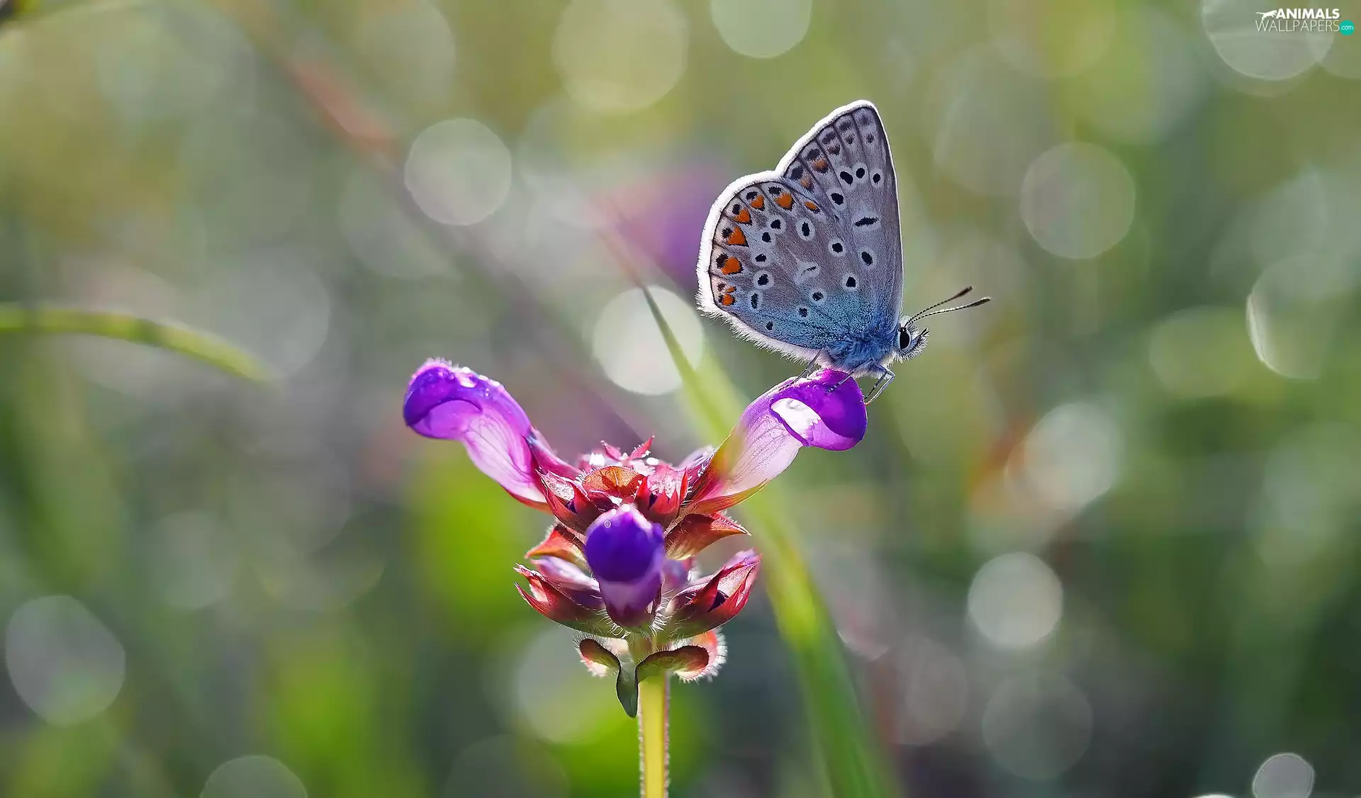 butterfly, Violet, Colourfull Flowers, Dusky Icarus