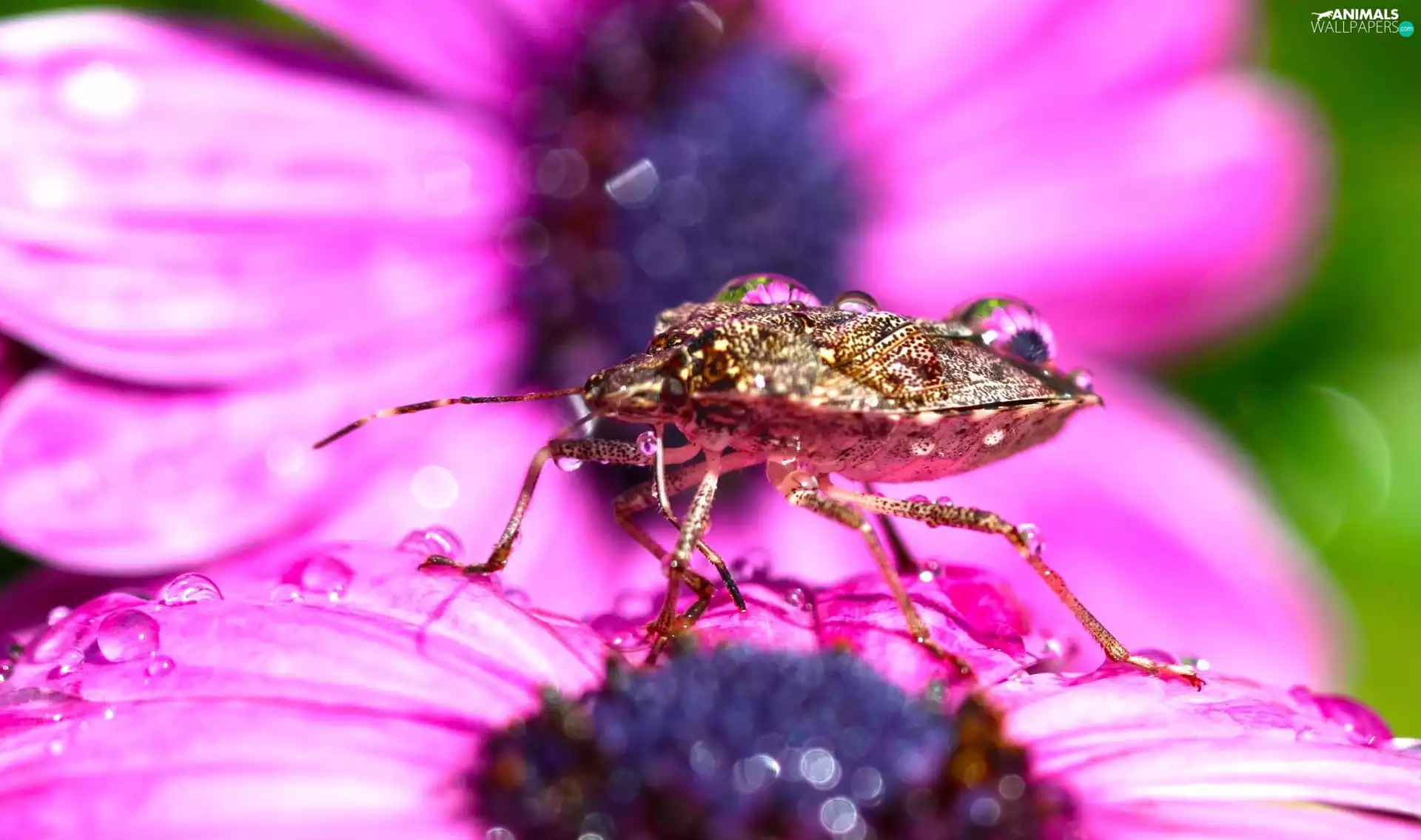 Insect, lilac, Colourfull Flowers