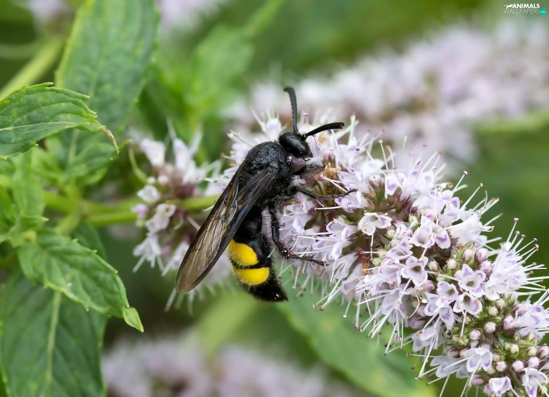 Insect, White, Colourfull Flowers