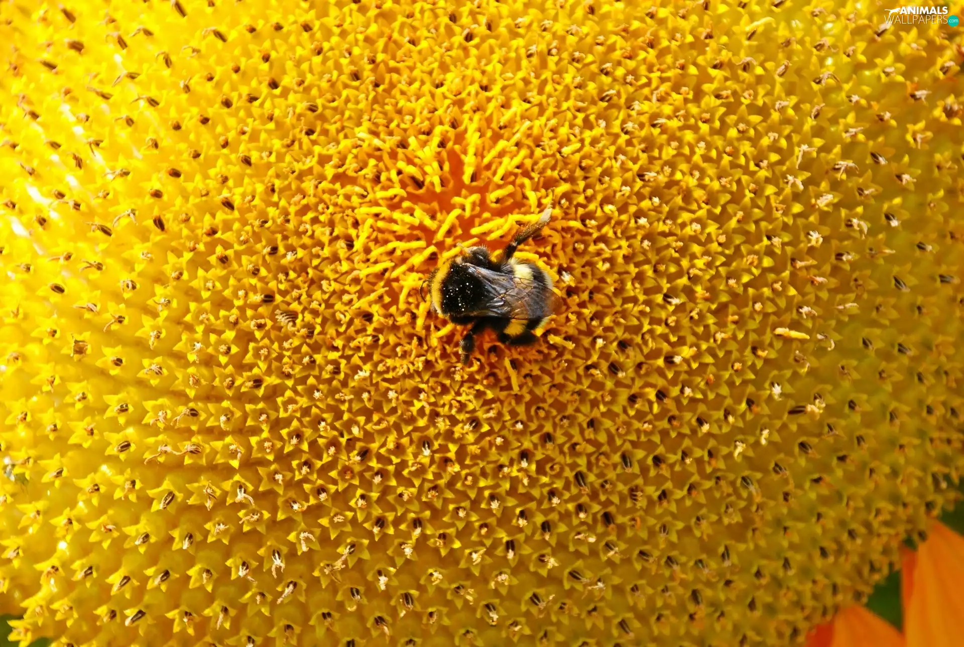 Colourfull Flowers, Insect, dumbledor, Sunflower