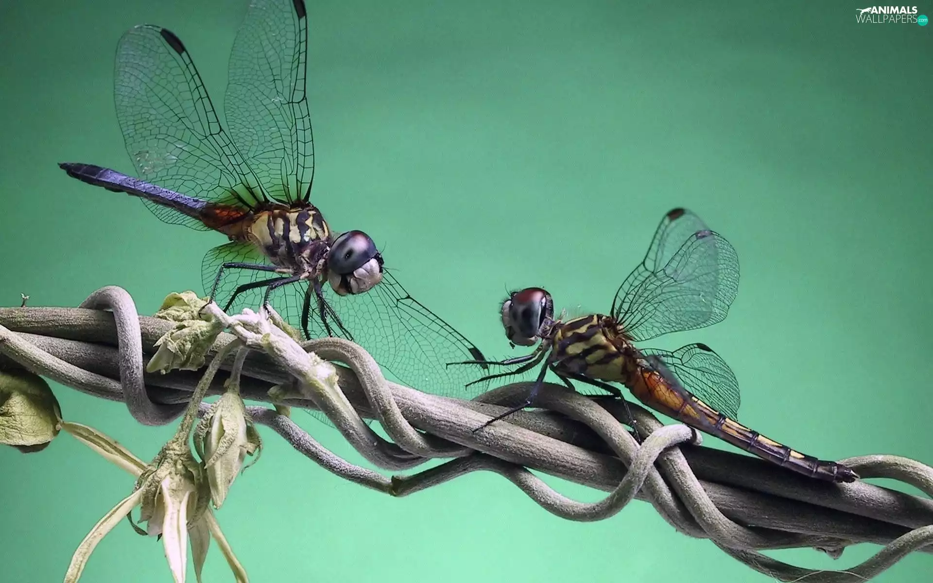 Colourfull Flowers, insects, branch pics