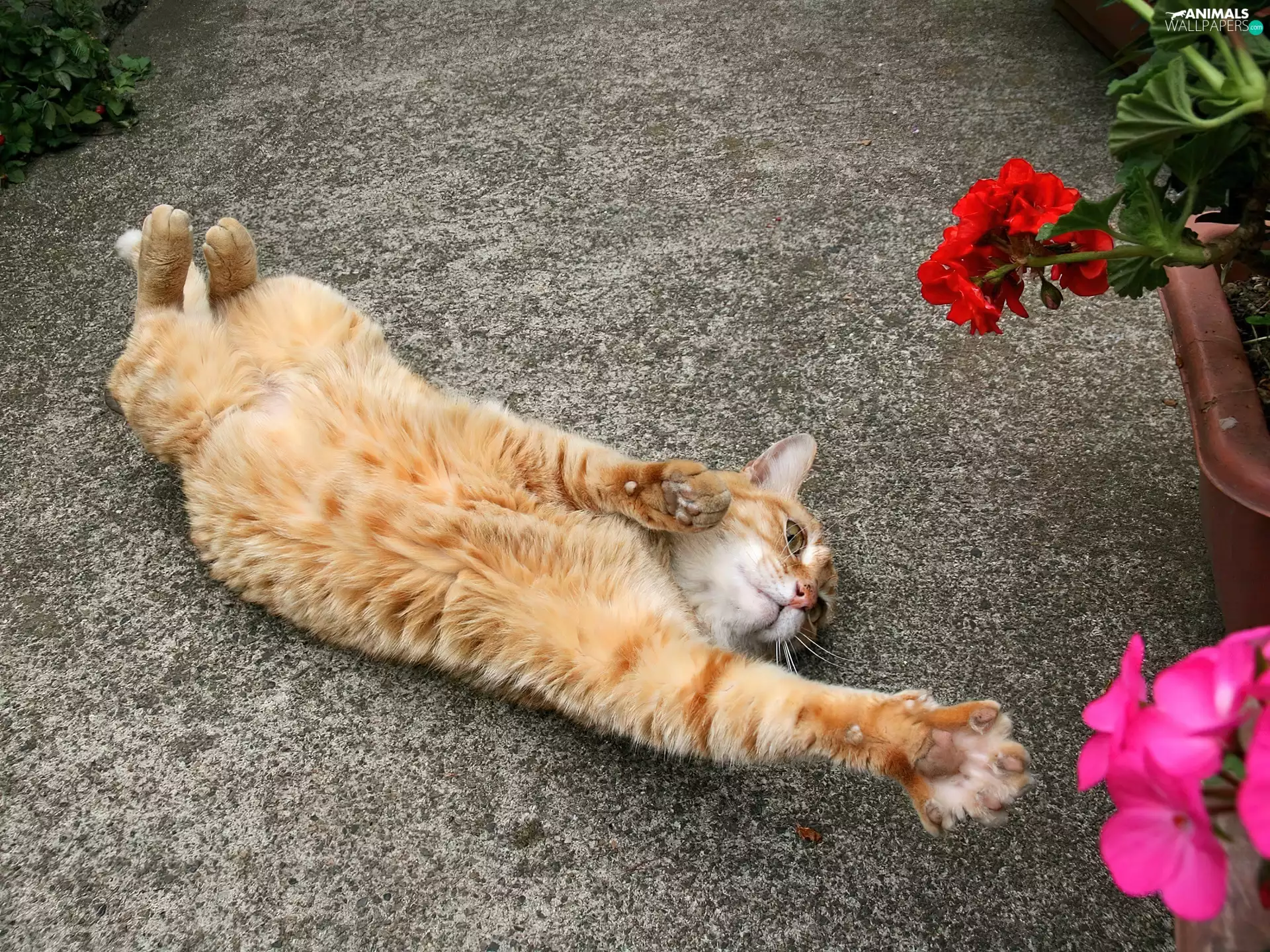 Flowers, ginger, kitten