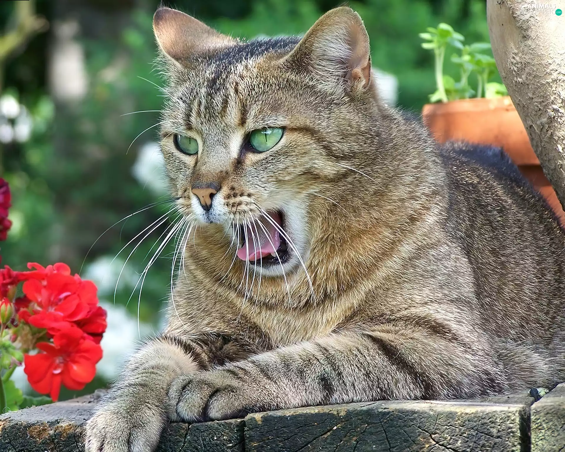 Flowers, Gray, kitten