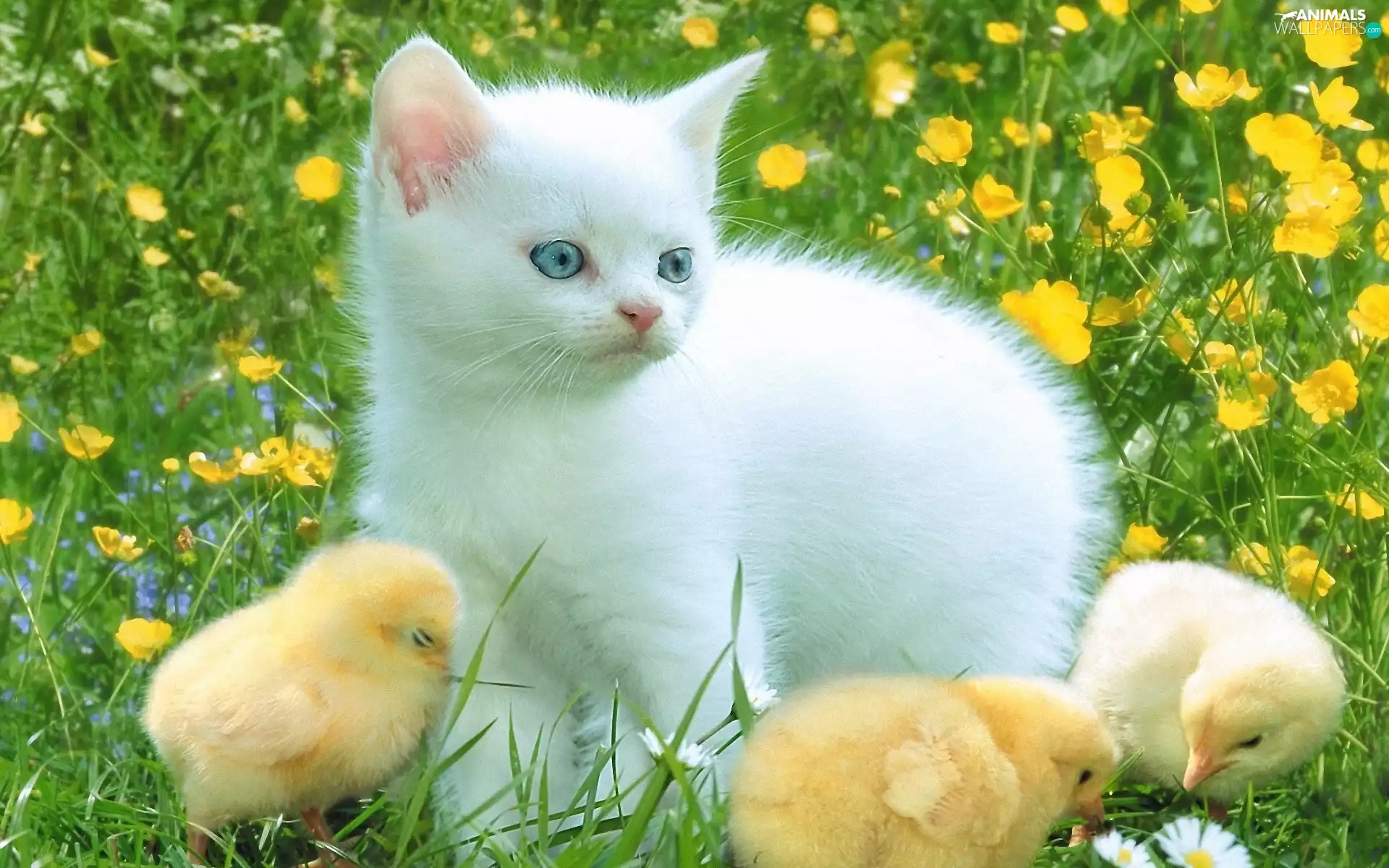 Three, White, Meadow, Flowers, chickens, kitten