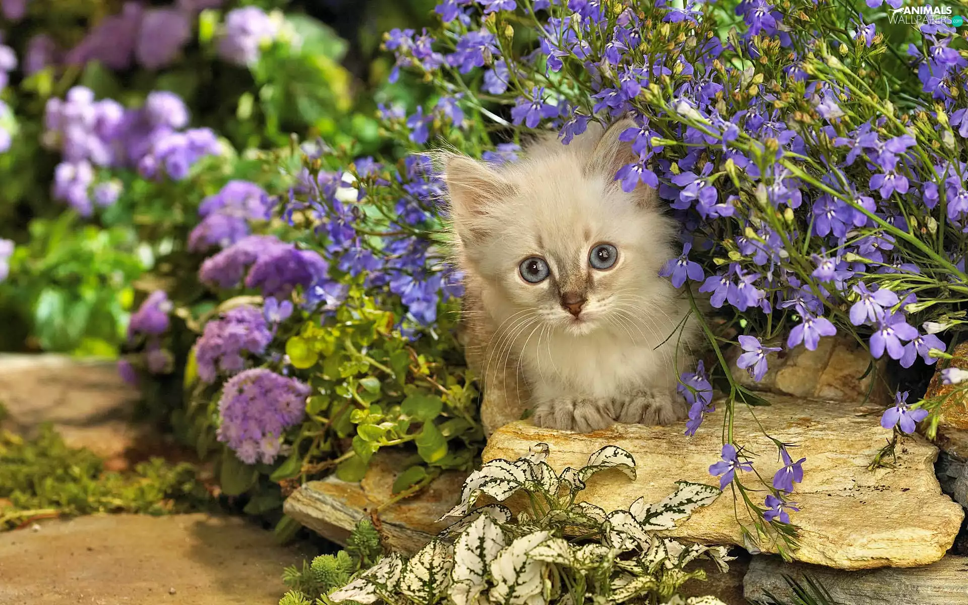 Flowers, small, kitten
