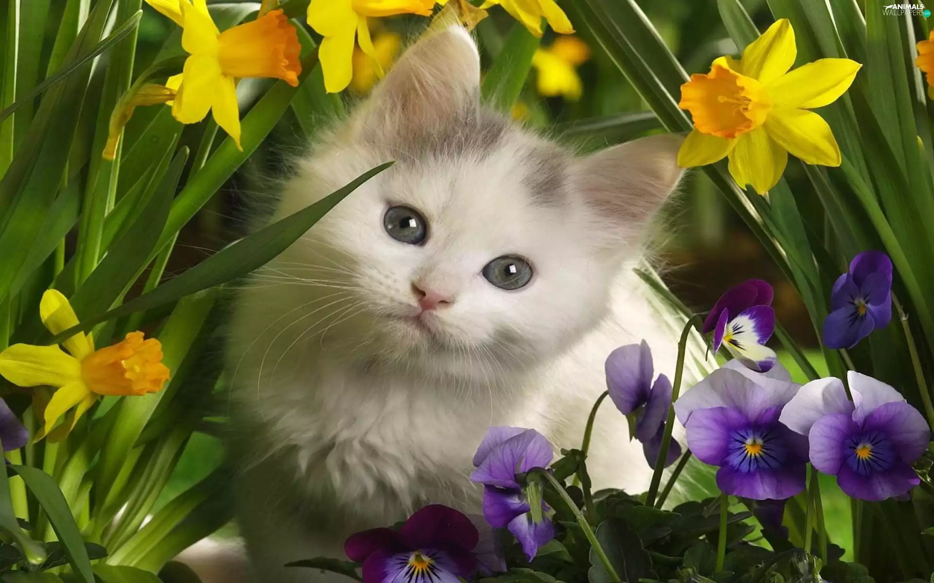 Flowers, small, kitten
