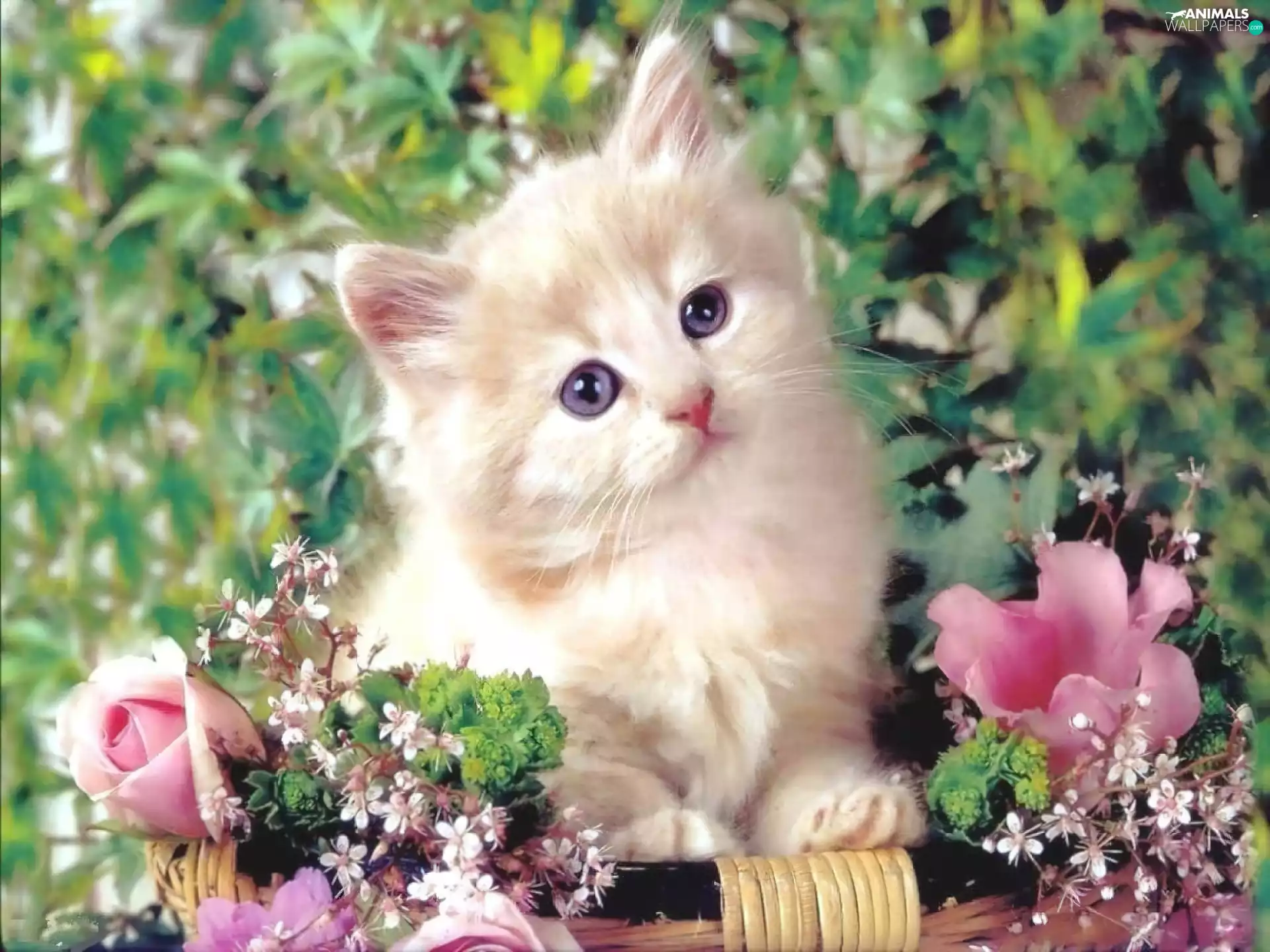 Flowers, White, kitten