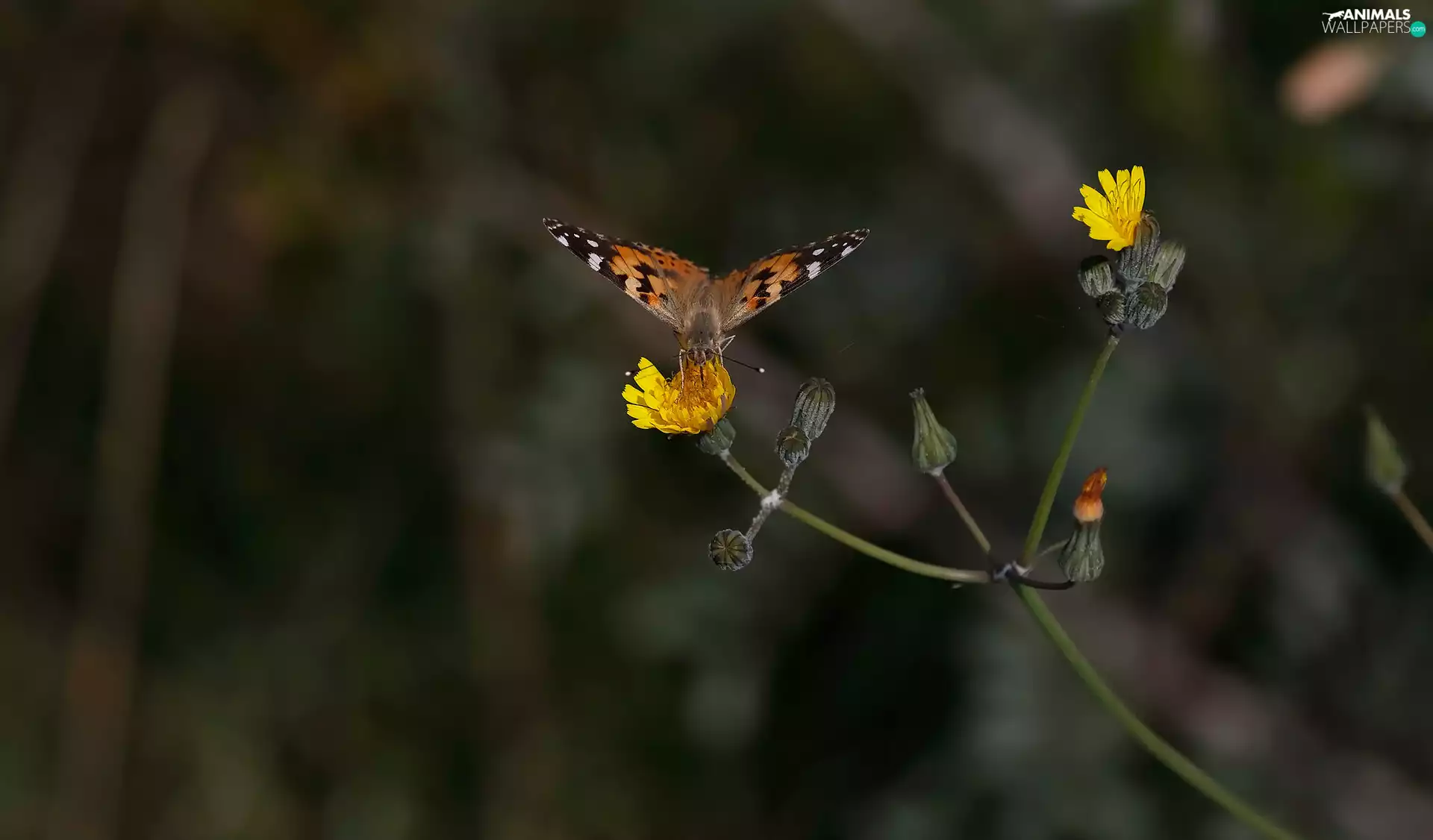 butterfly, Yellow, Colourfull Flowers, Painted Lady
