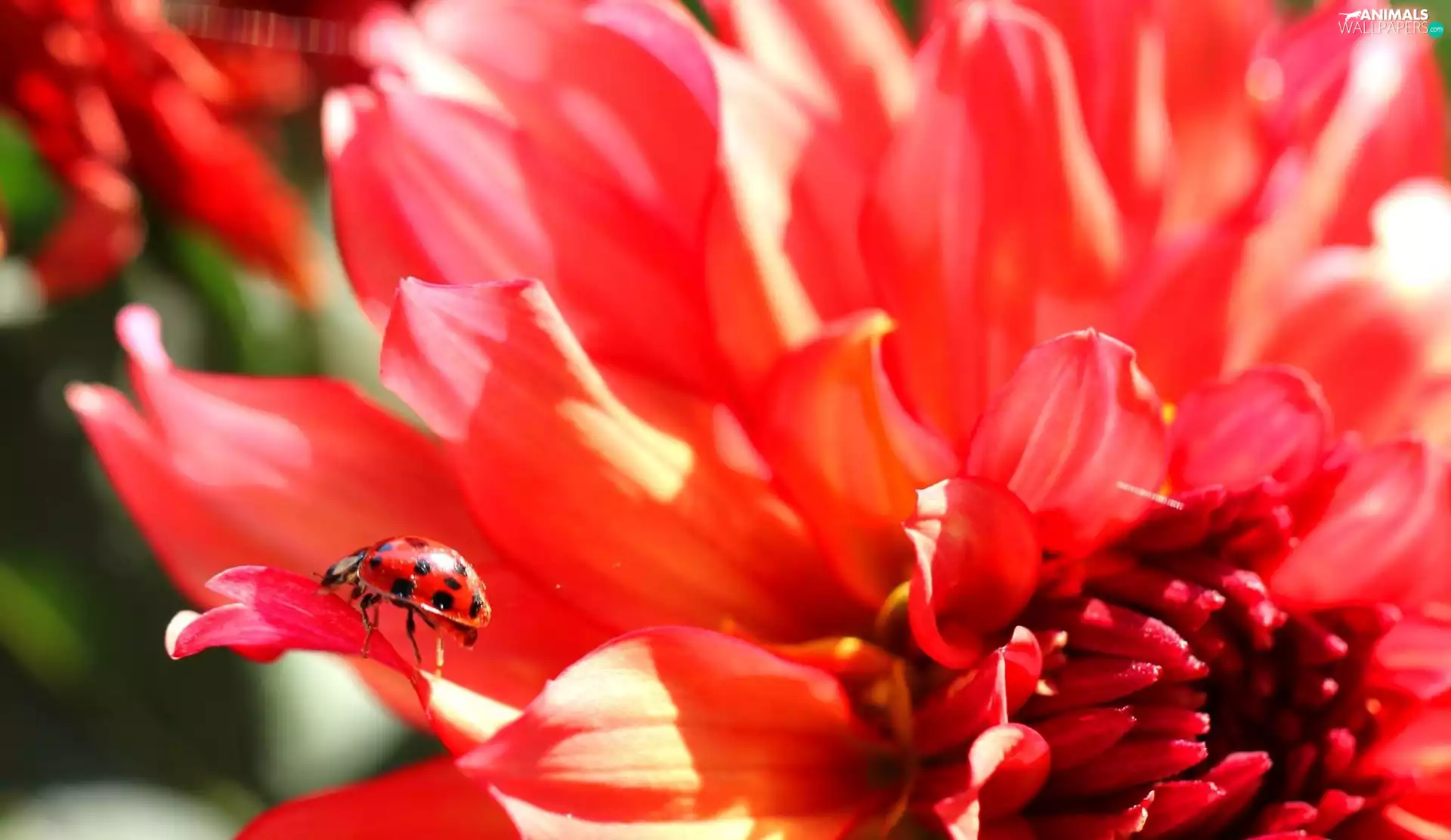 ladybird, Red, Colourfull Flowers