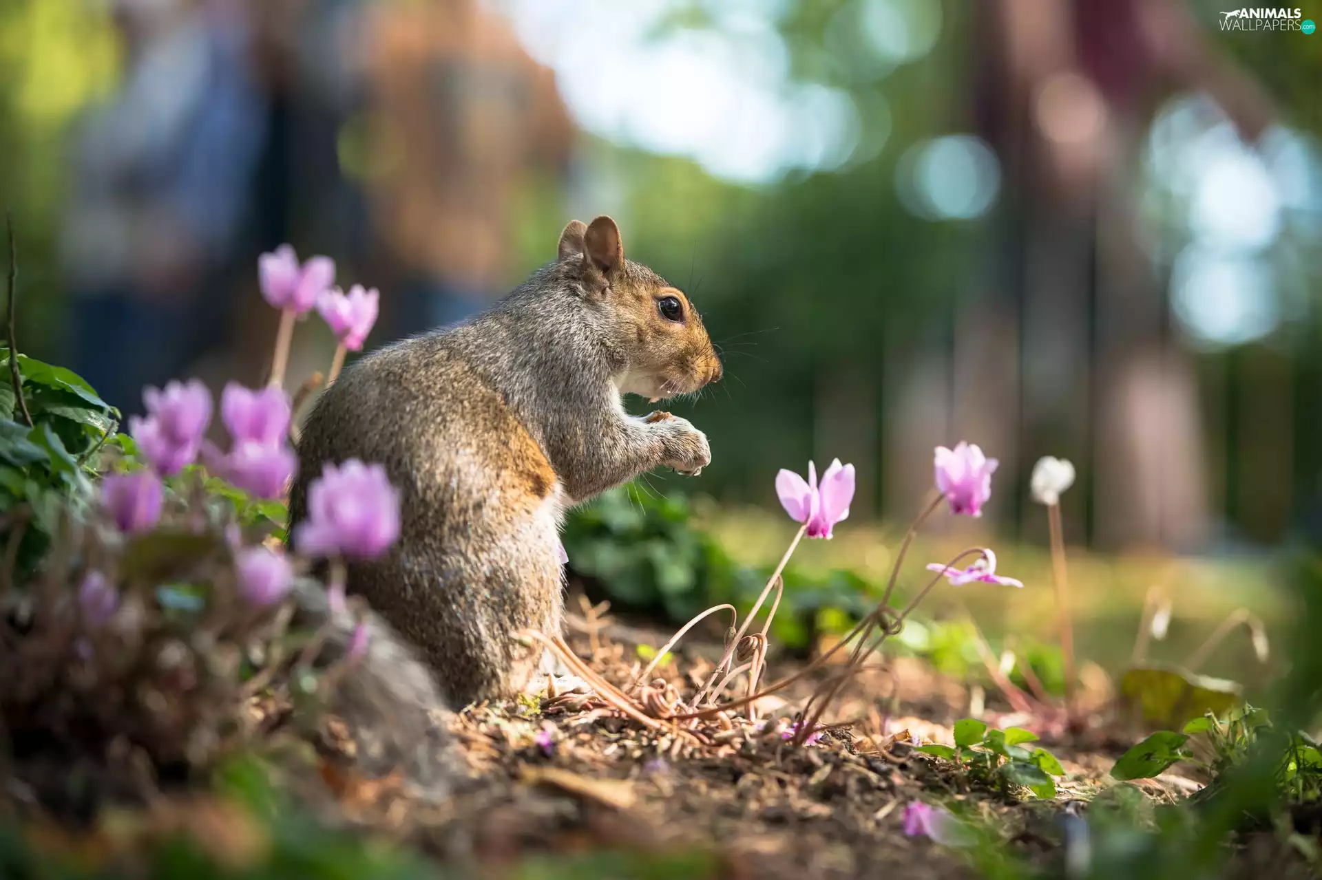 Flowers, squirrel, litter