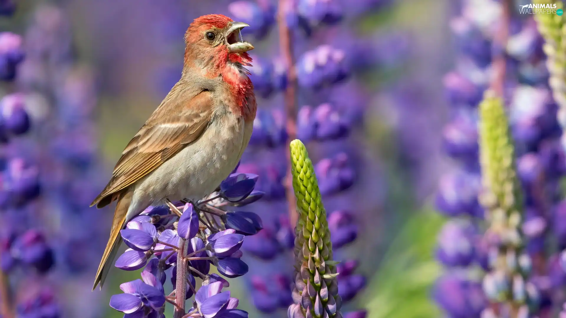 Bird, Flowers, lupine, Purple Finch