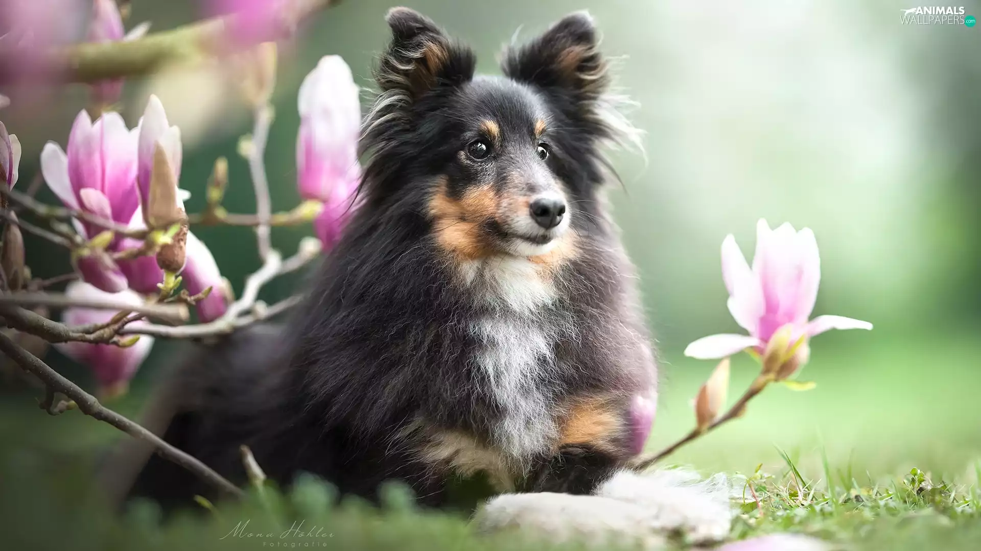 dog, Flowers, Magnolias, shetland Sheepdog