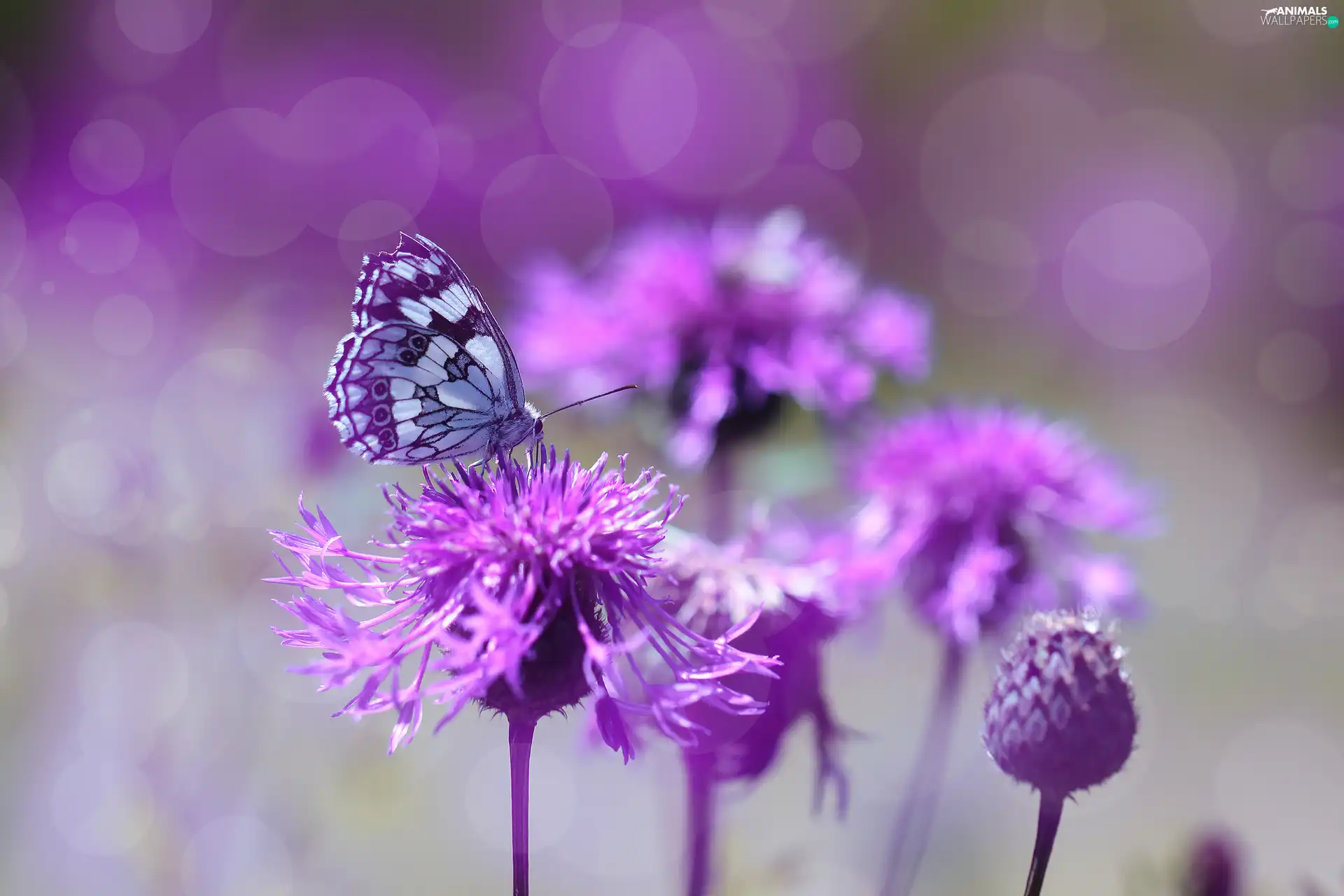 butterfly, purple, Flowers, marbled chessboard