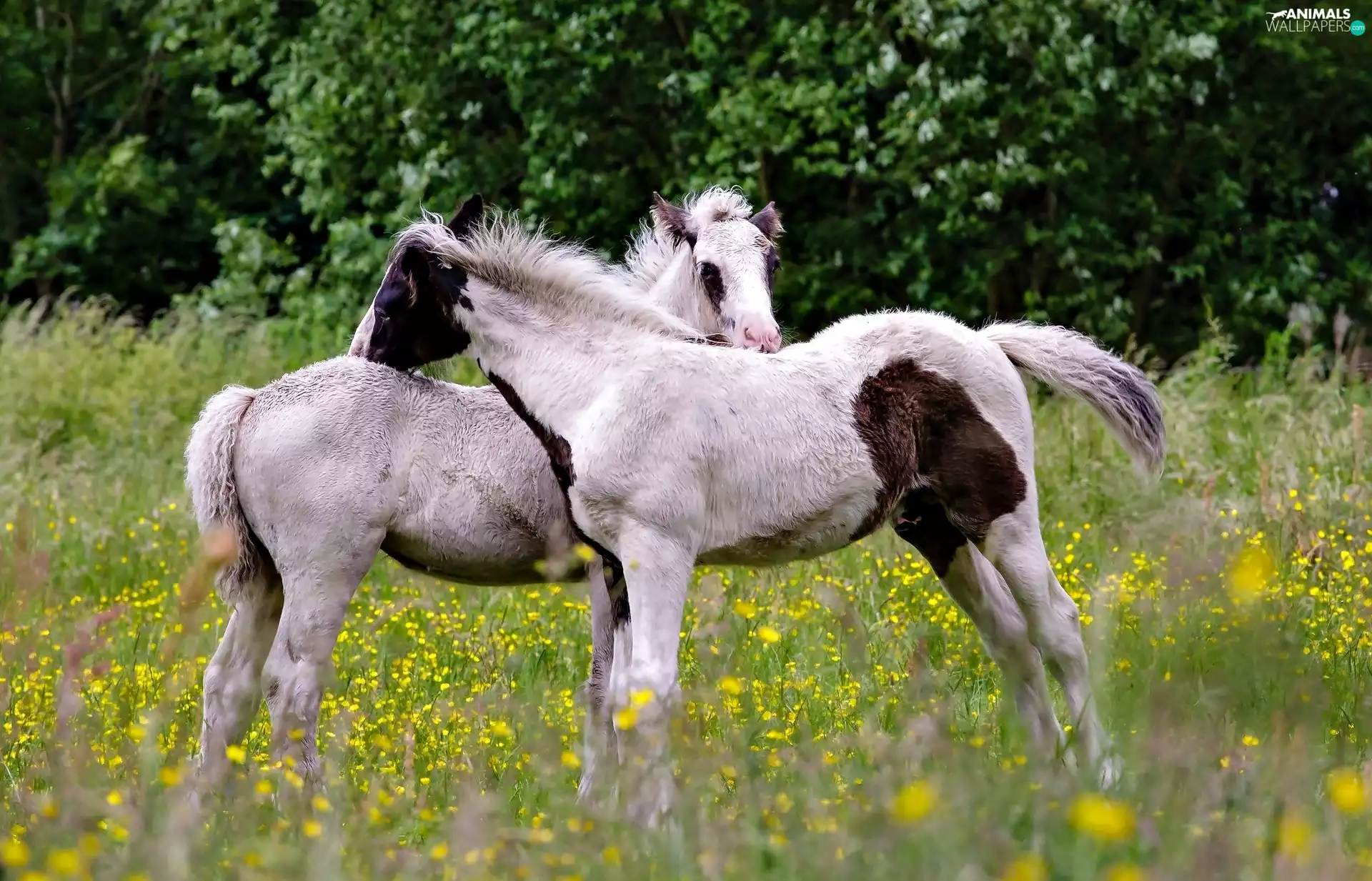 Flowers, bloodstock, Meadow