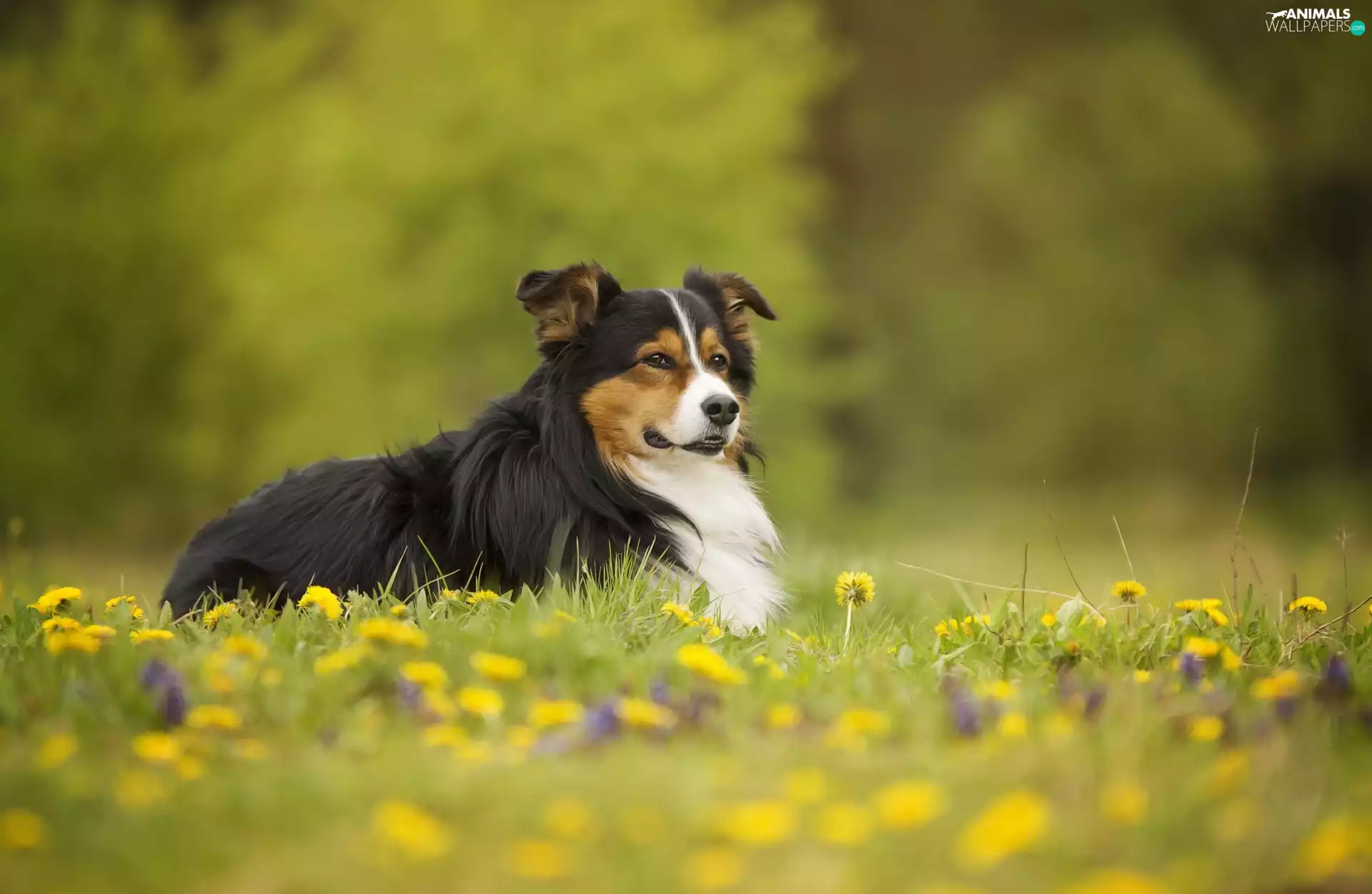 Flowers, dog, Meadow