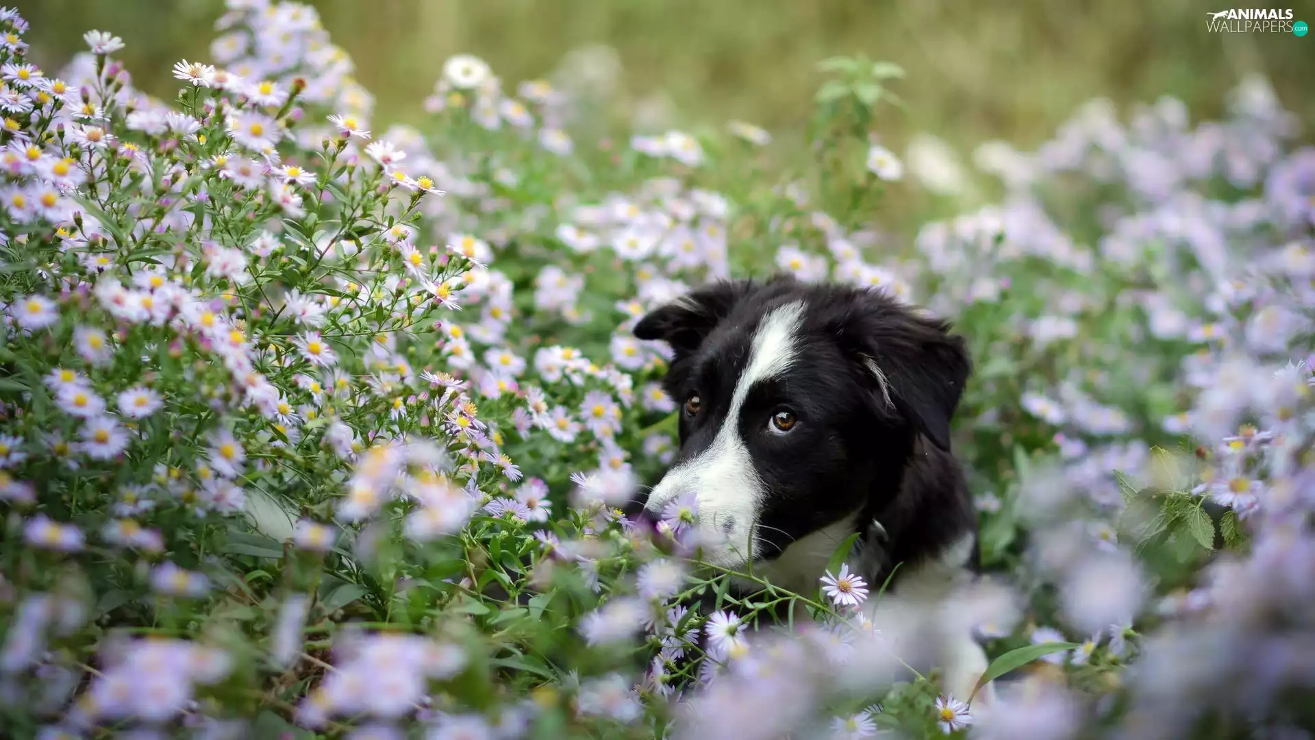 Flowers, dog, Meadow