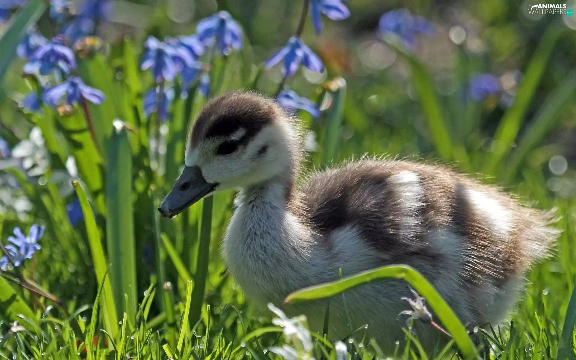 Flowers, Ducky, Meadow