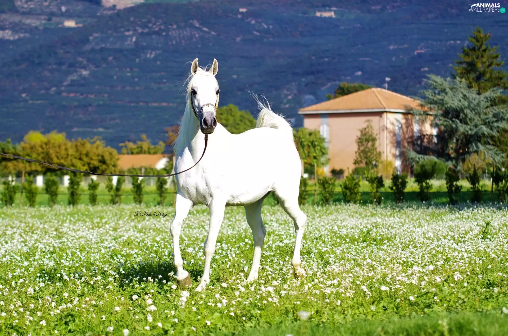 Flowers, grizzle, Meadow