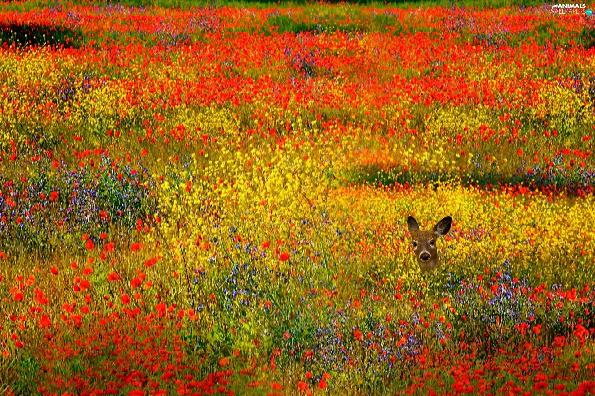 Meadow, roe, Head, Flowers