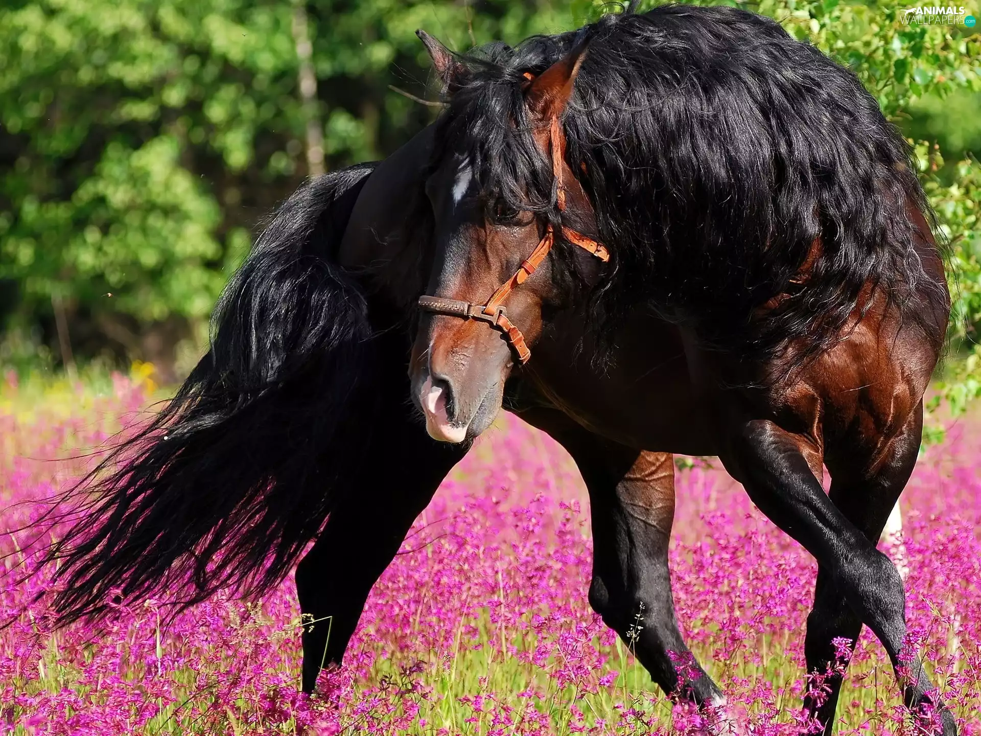 Flowers, Horse, Meadow