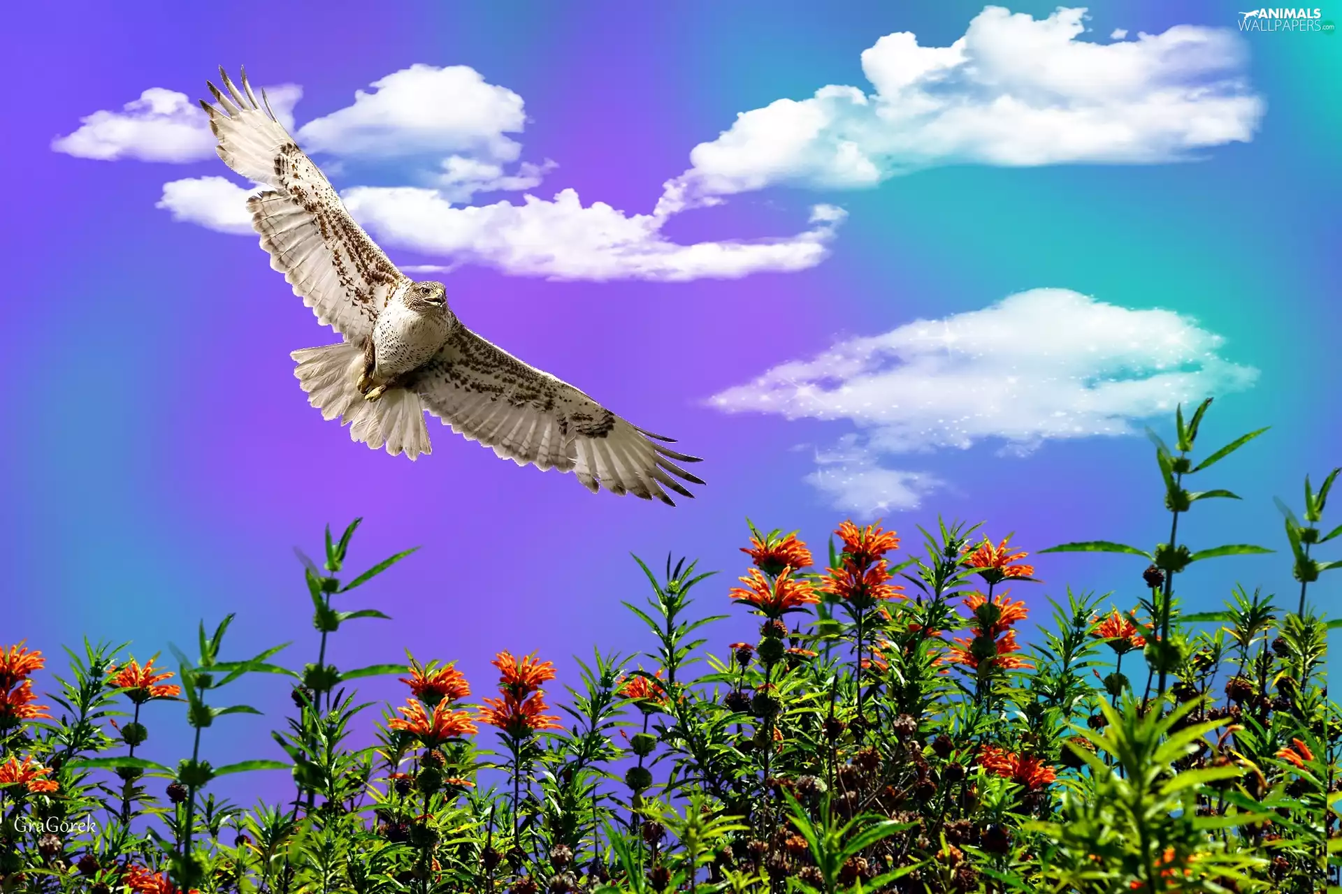Bird of Prey, Flowers, Sky, Meadow