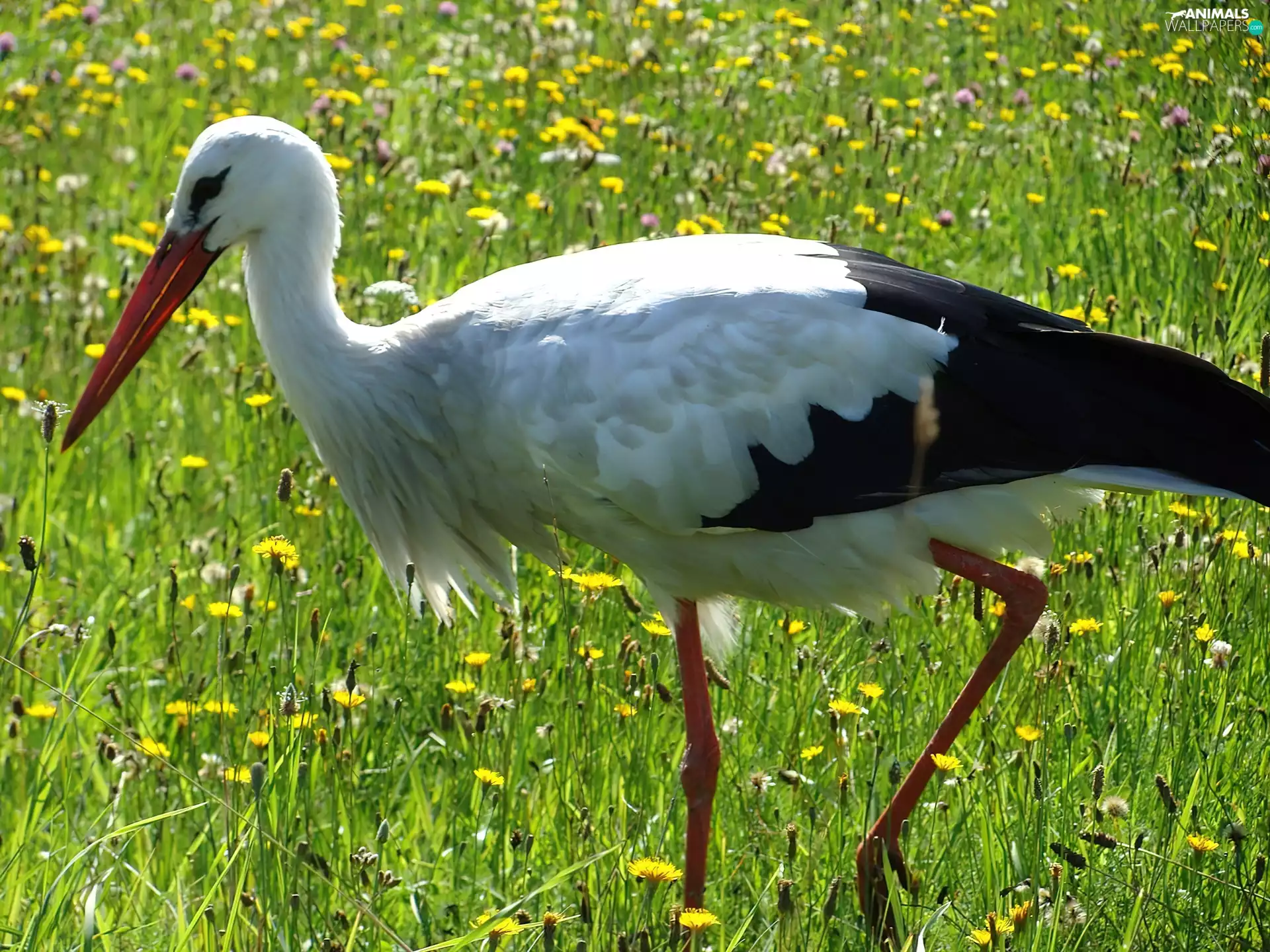 Flowers, stork, Meadow
