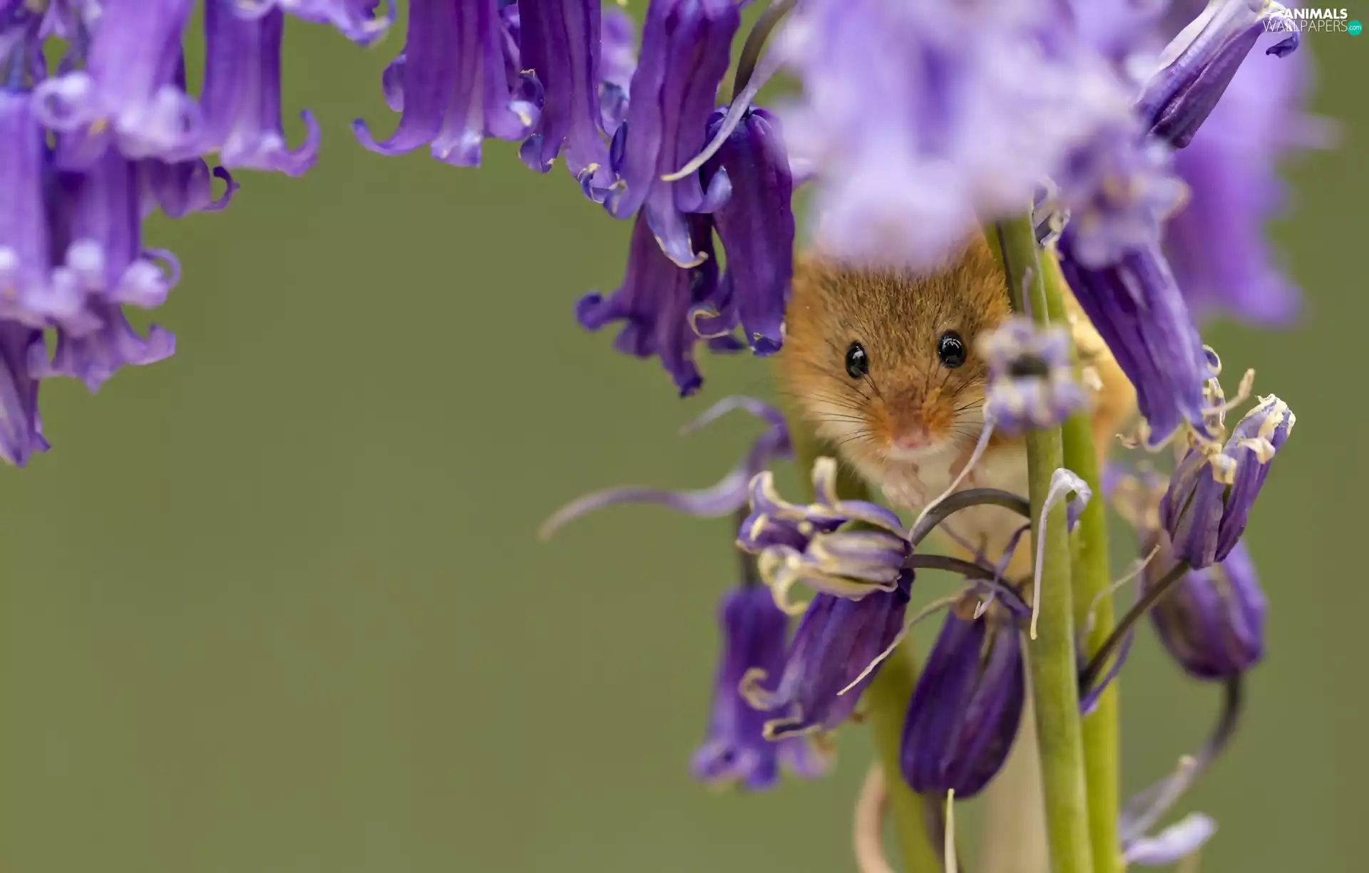 Micromys Minutus, Purple Flowers