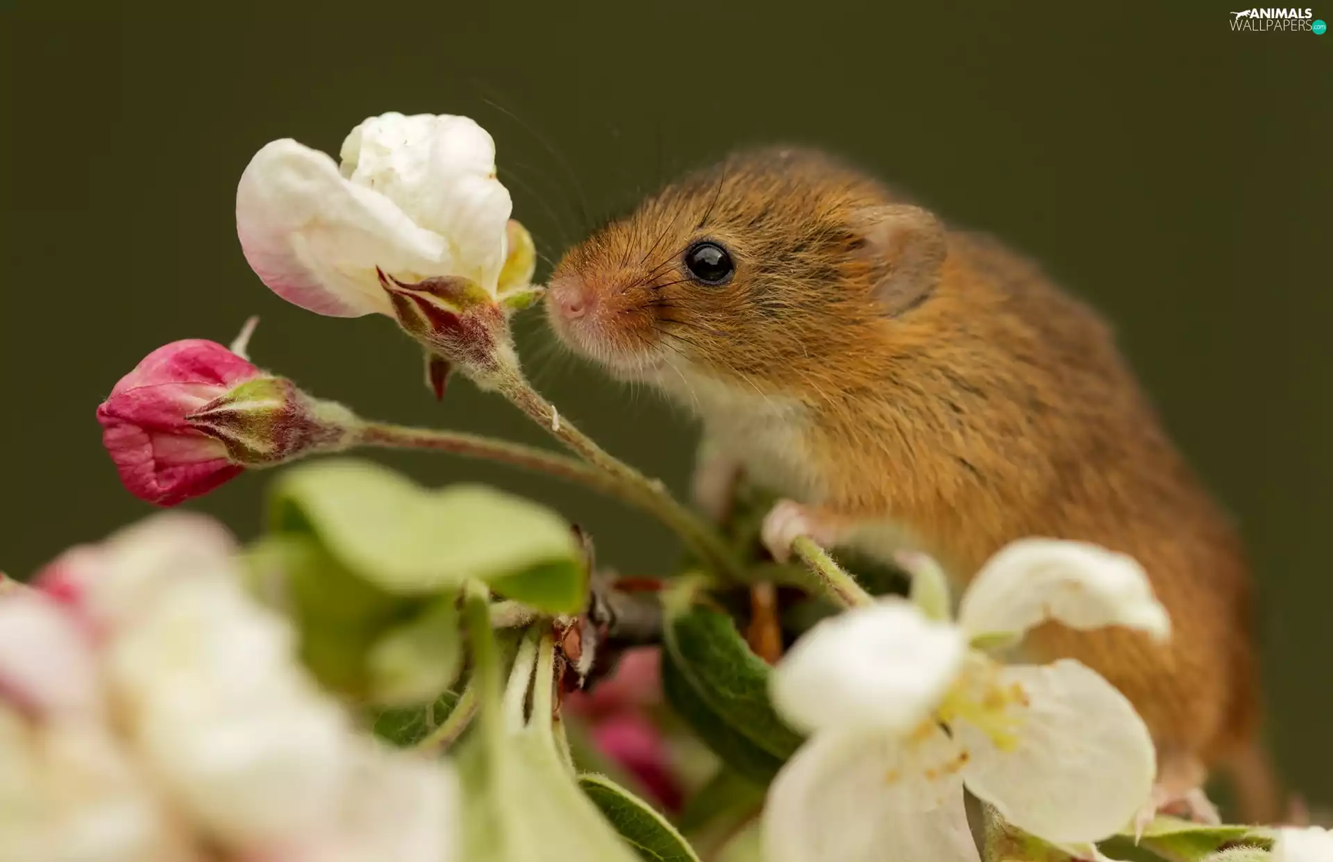 Flowers, Sweet, mouse