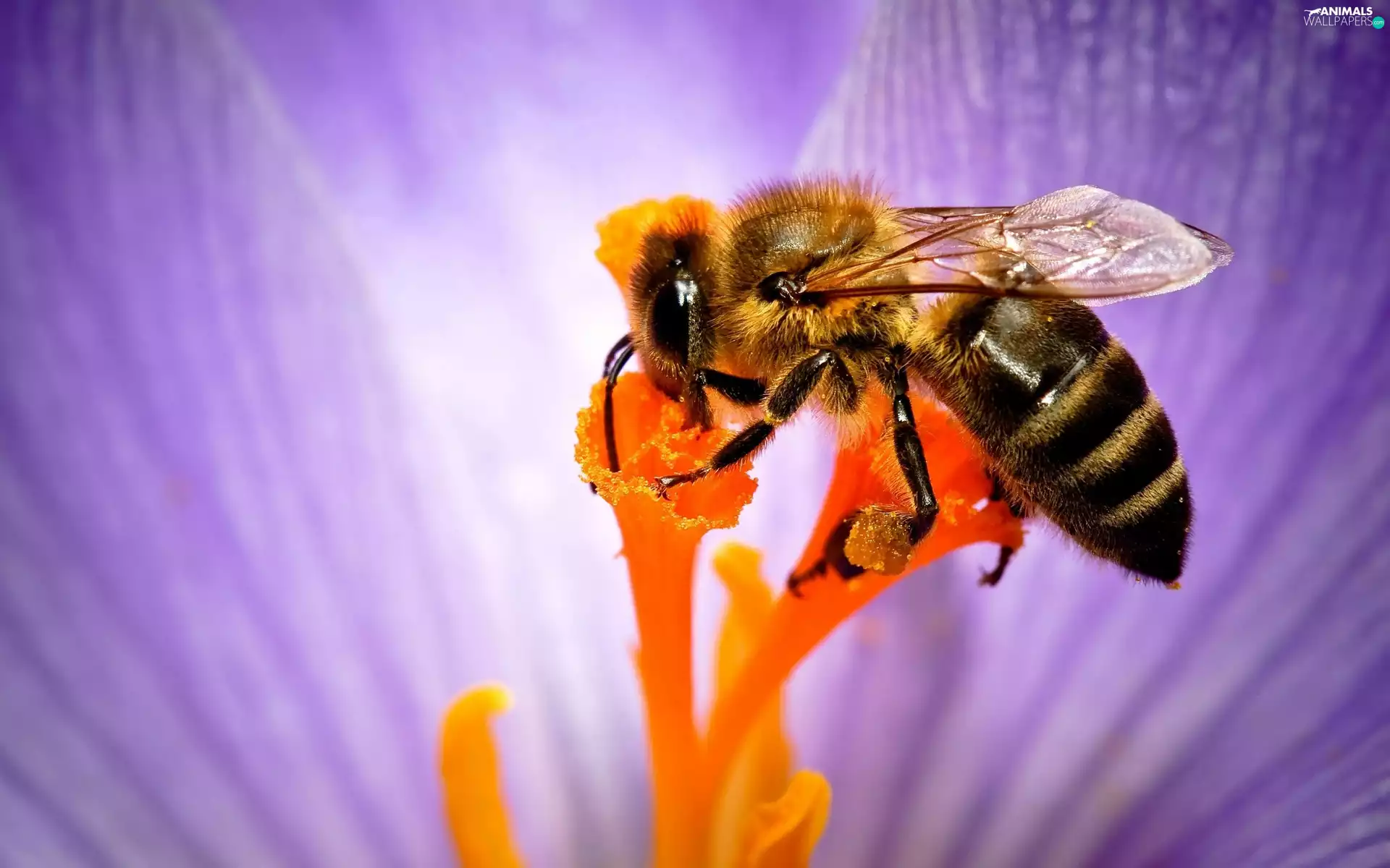 nectar, bee, Colourfull Flowers