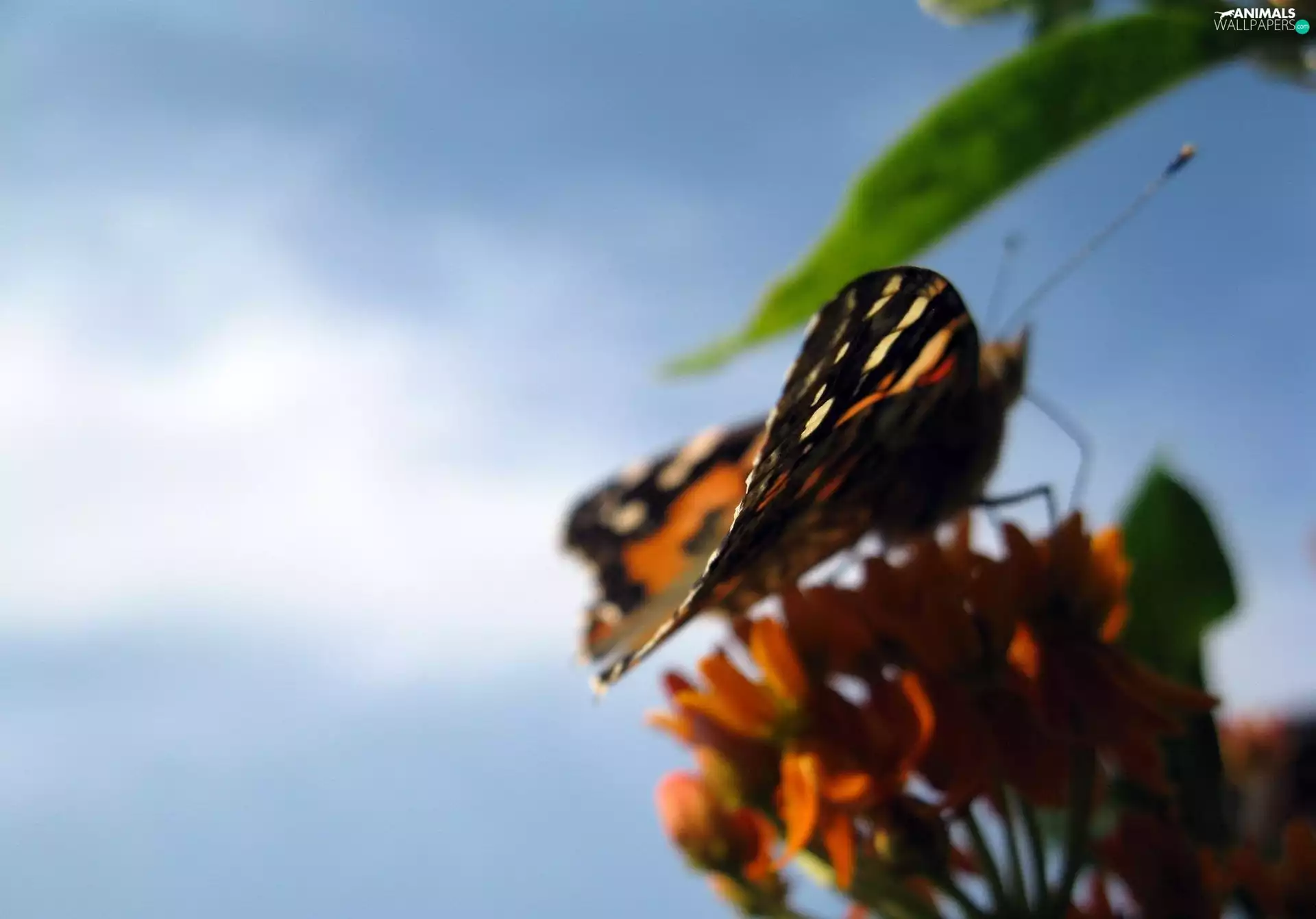Flowers, butterflies, Orange