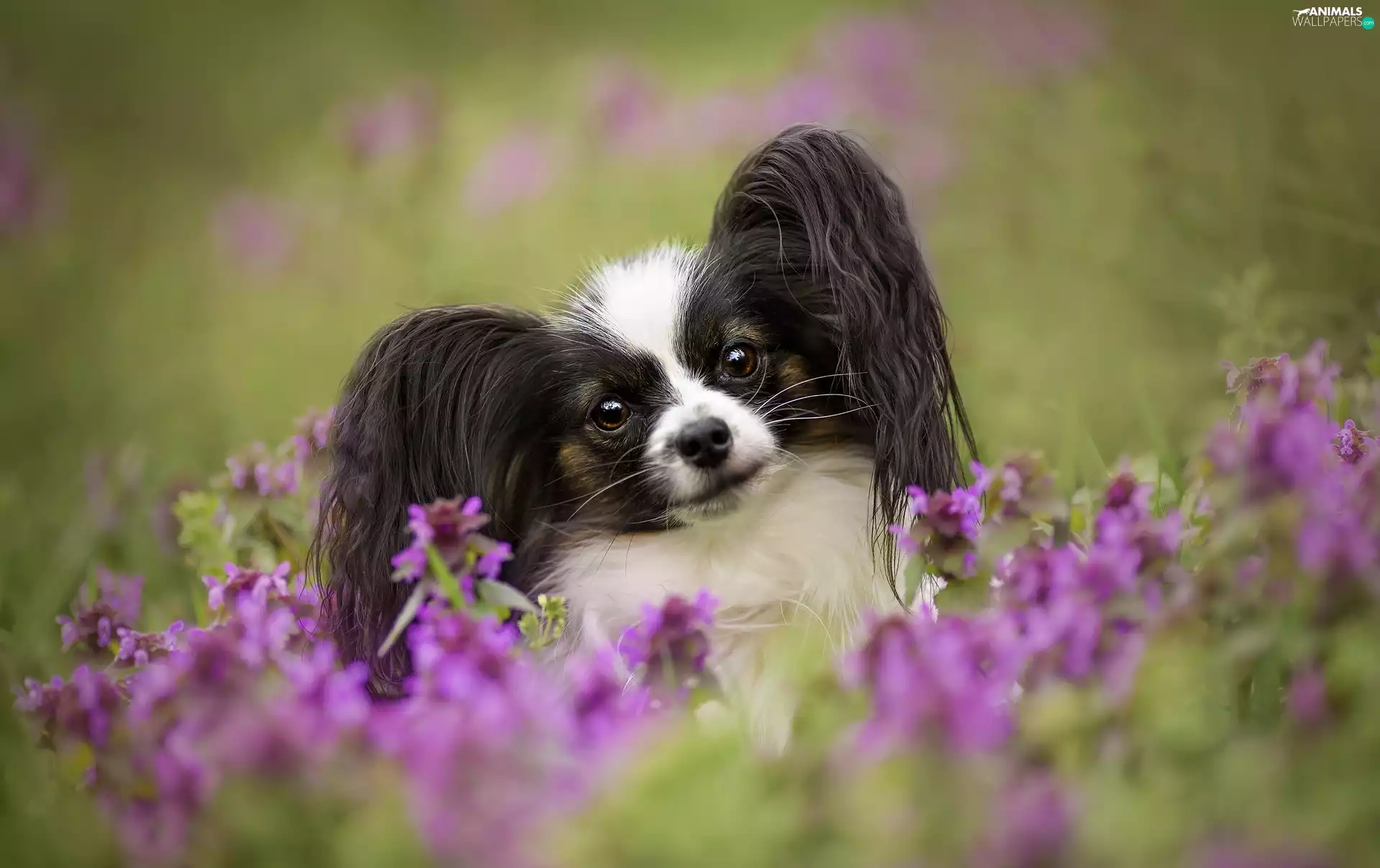 Flowers, Papillon