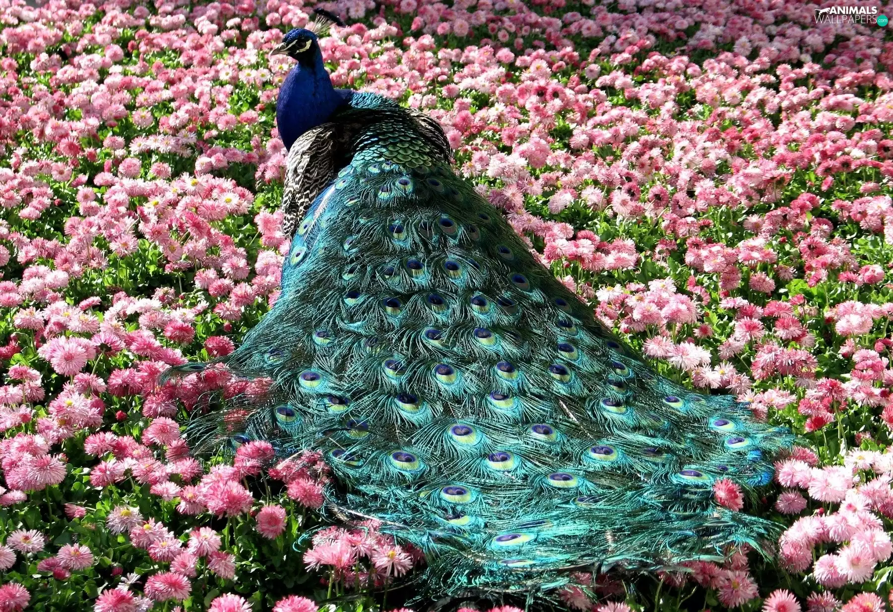 Field, flowers, peacock, tail, Beatyfull