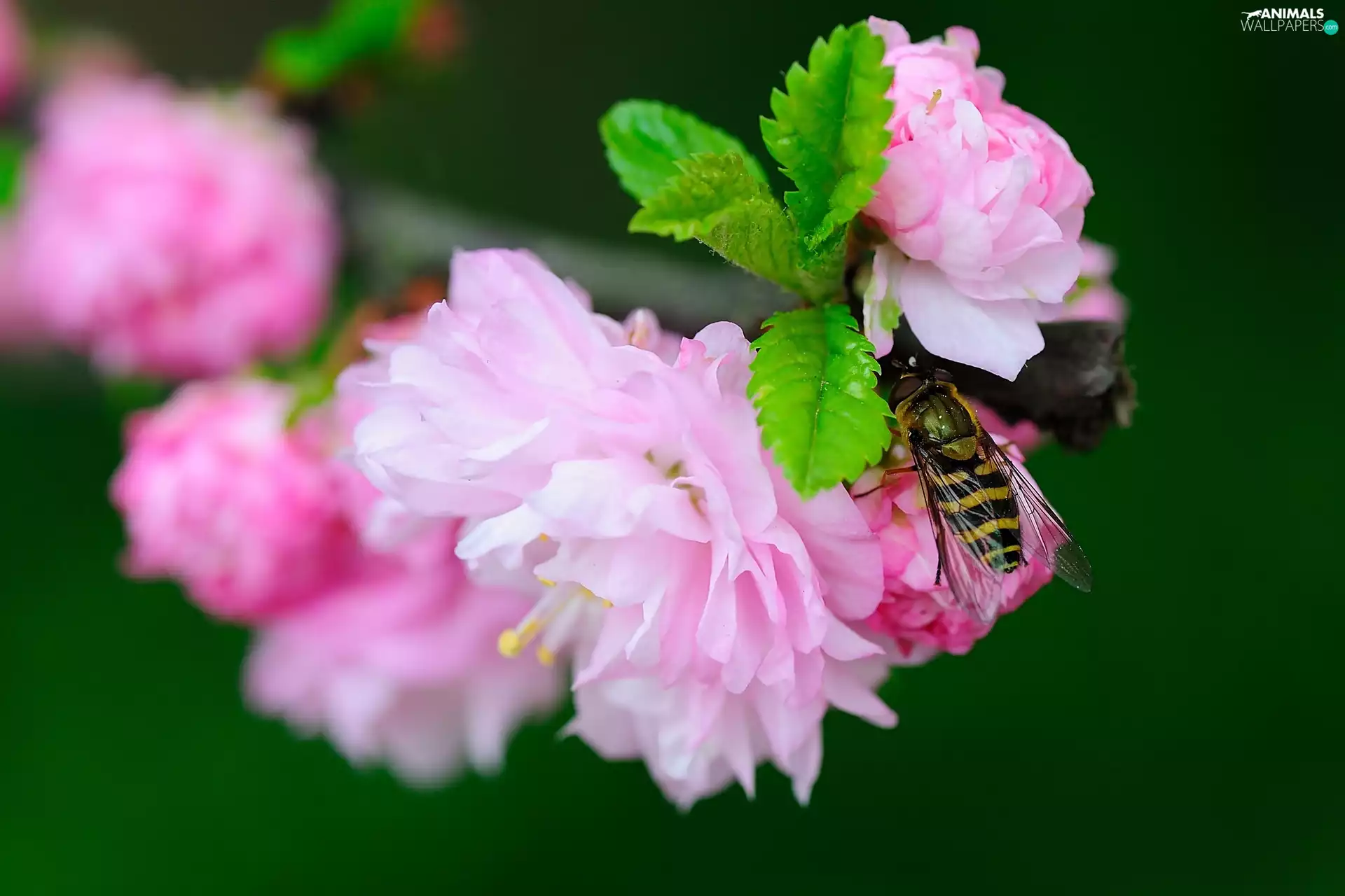 Pink, Insect, Close, Flowers