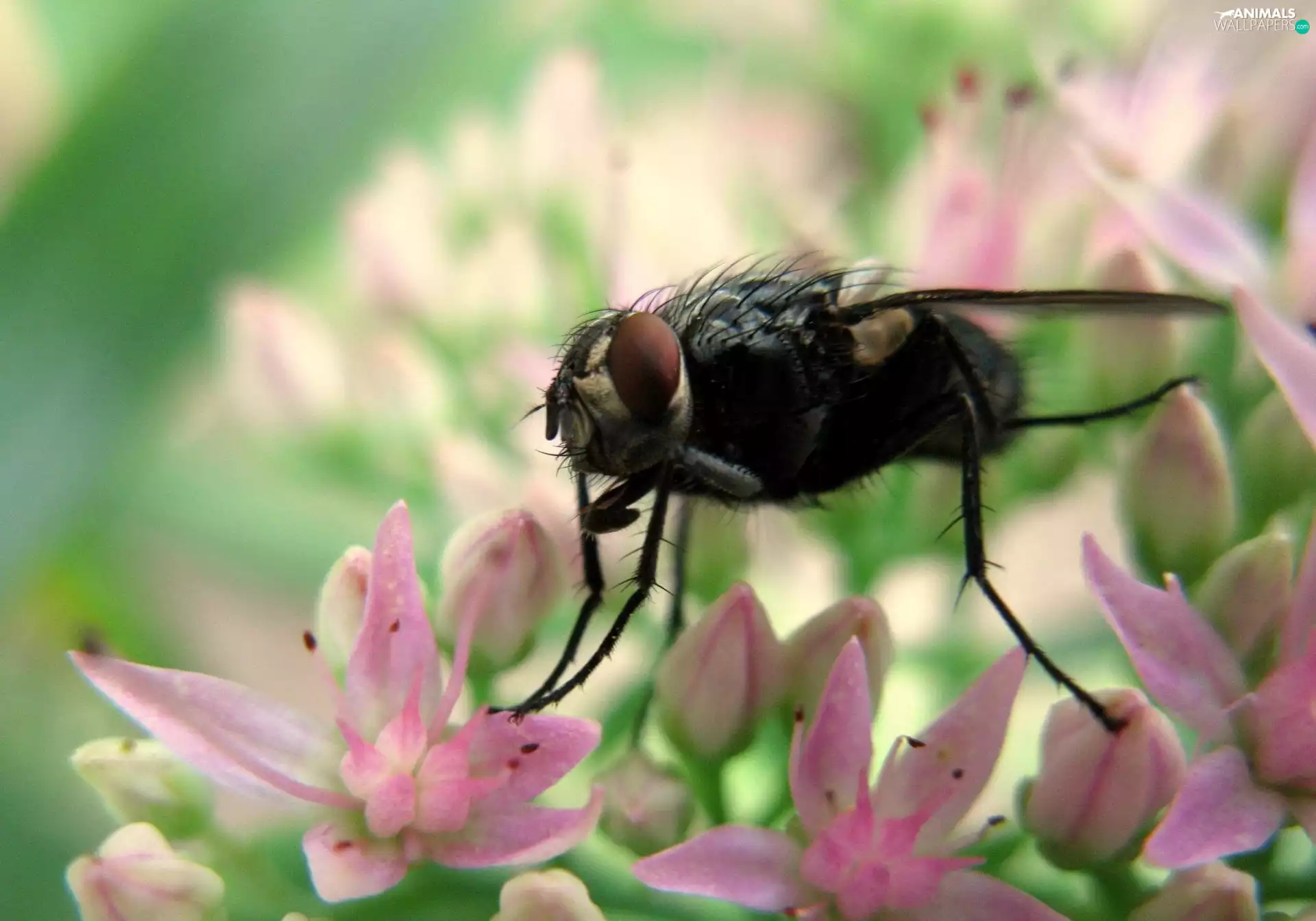 Flowers, fly, Pink